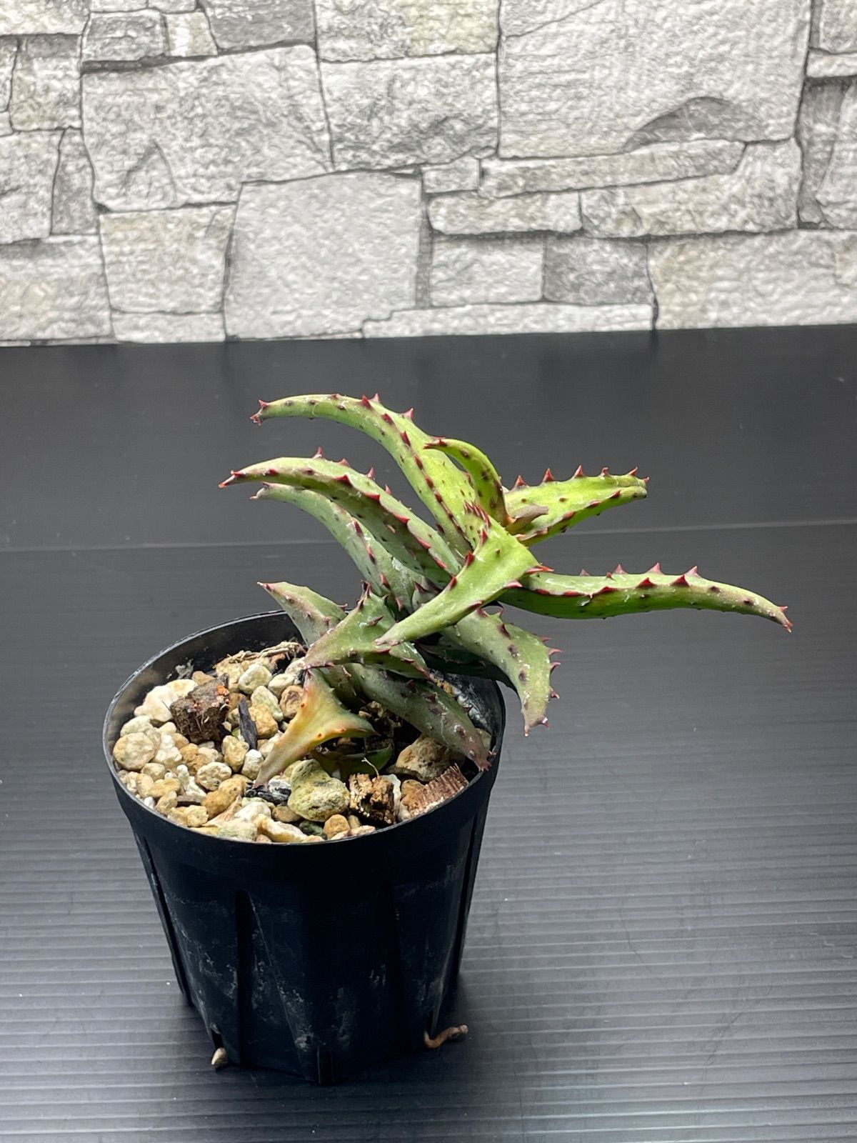 アロエ カスティロニアエ 実生 仔株付き - メルカリ