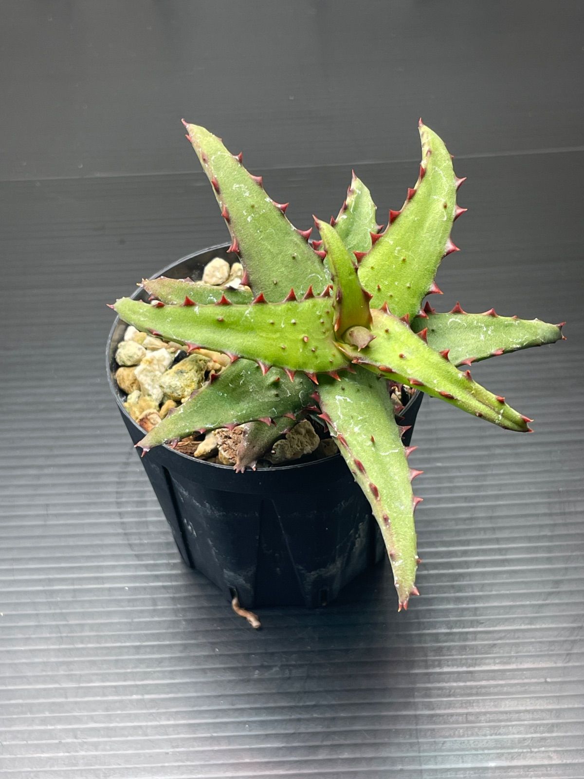 アロエ カスティロニアエ 実生 仔株付き - メルカリ