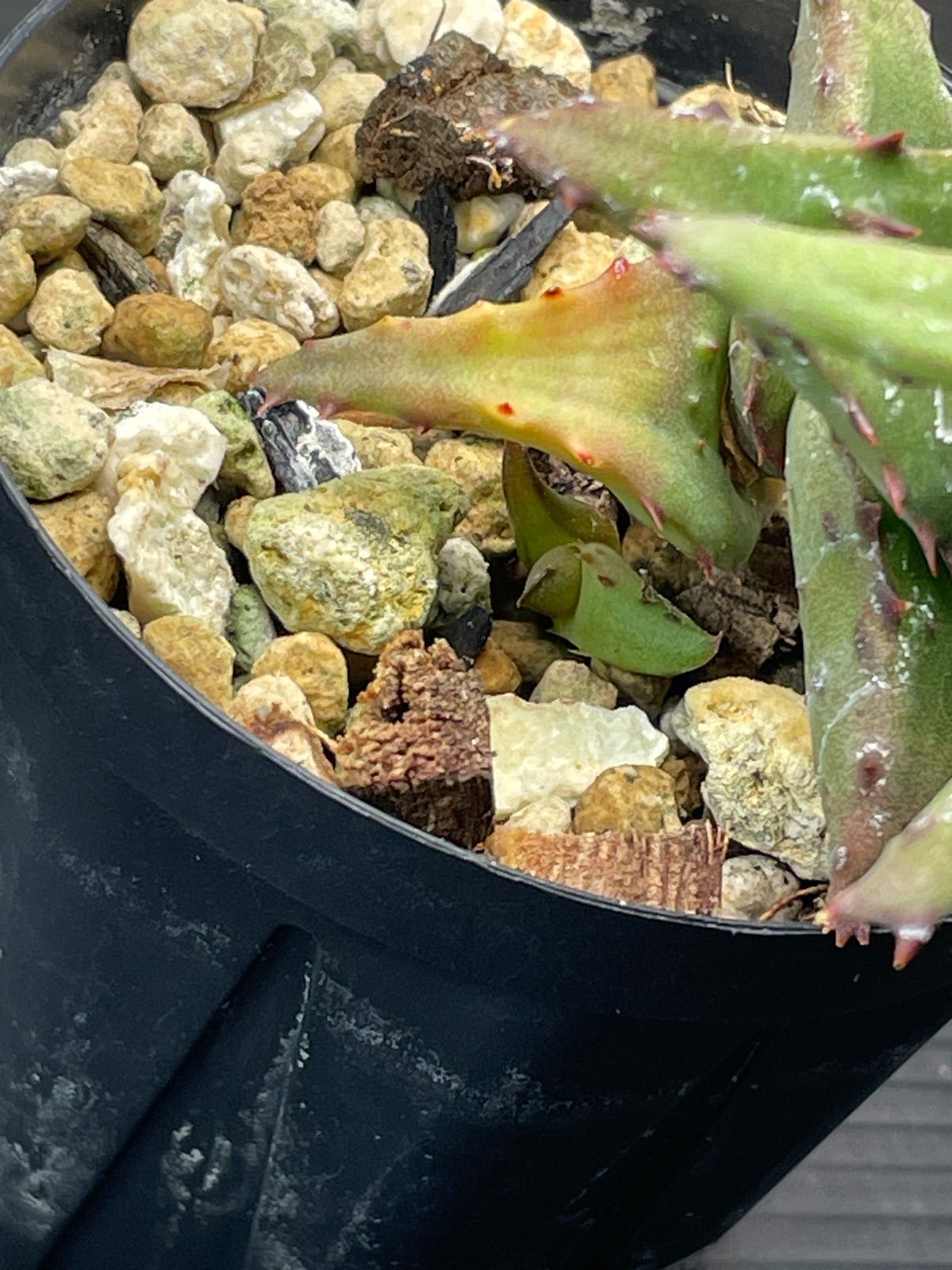 アロエ カスティロニアエ 実生 仔株付き - メルカリ