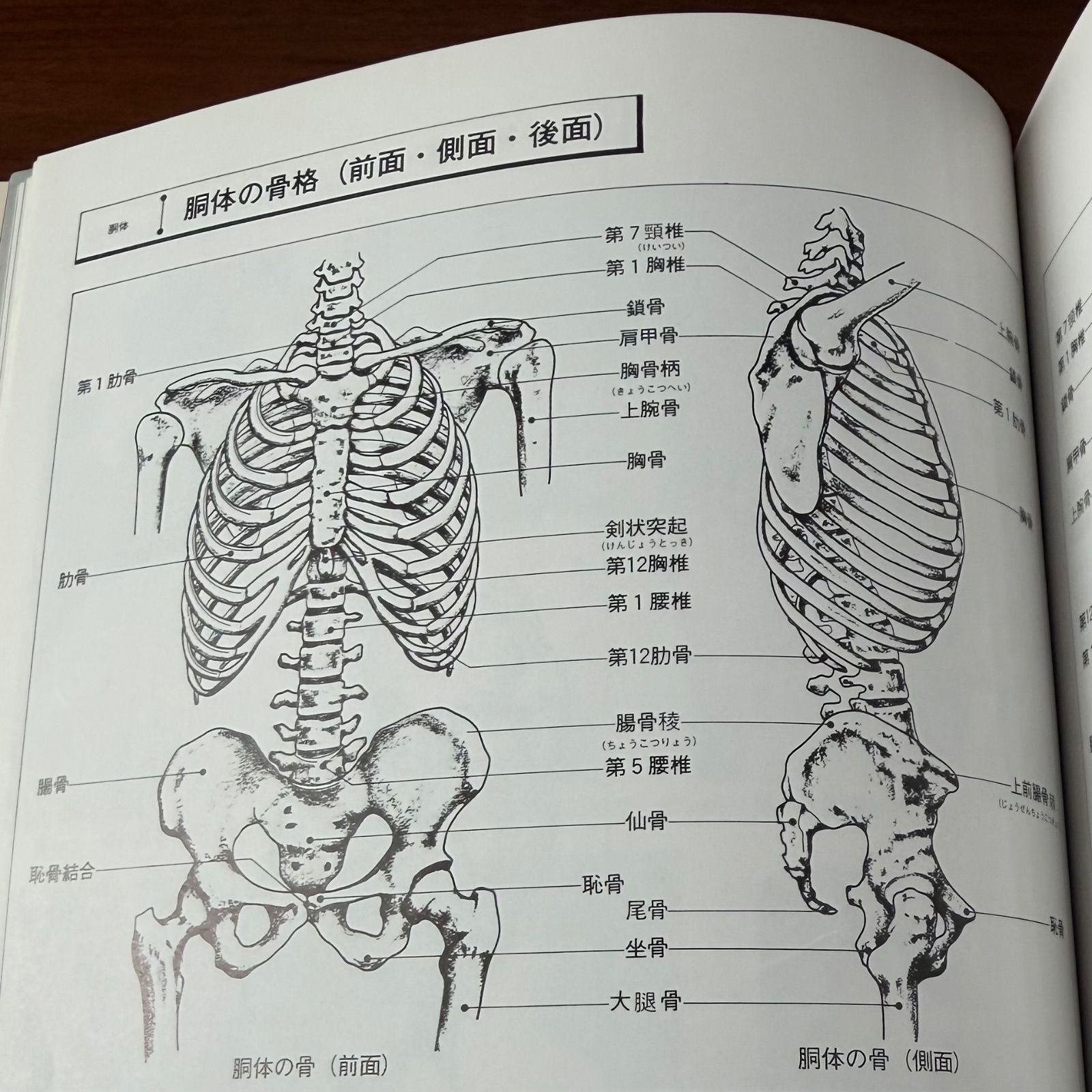 みみずく・アートシリーズ『美術解剖図ノート』：視覚デザイン研究所