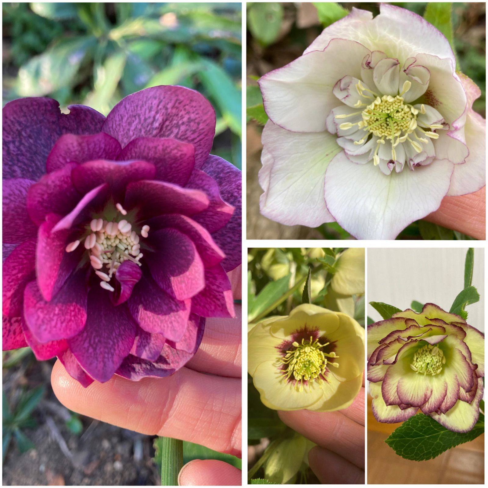 いちごミルクオーレア×ソレイユ★クリスマスローズ交配苗二年生苗 いちごミルクオーレア×ソレイユ☆クリスマスローズ交配苗二年生苗 m