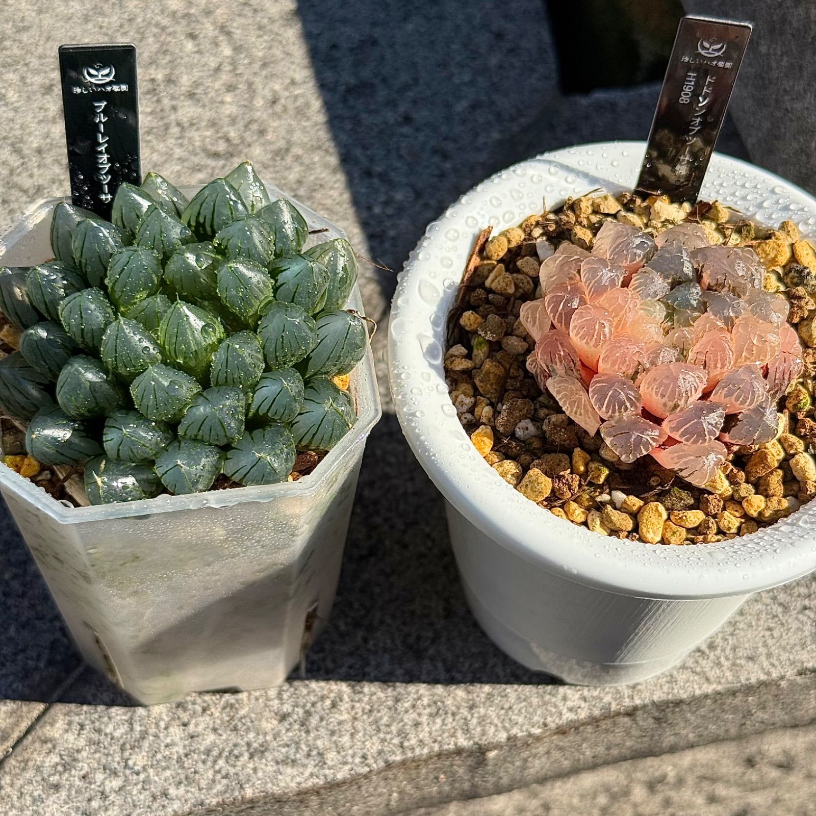 得々セット ドドソンオブツーサ錦H 1908 ブルーレイオブツーサ