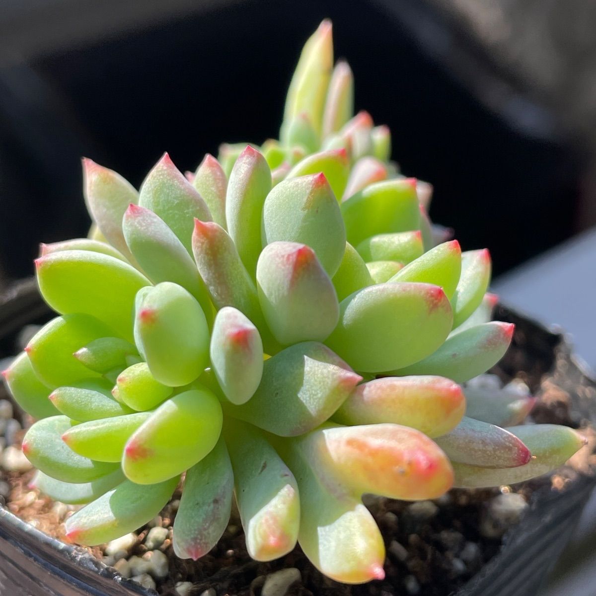 多肉植物♡ブルーアップル❤︎抜き苗(根付き) - メルカリ