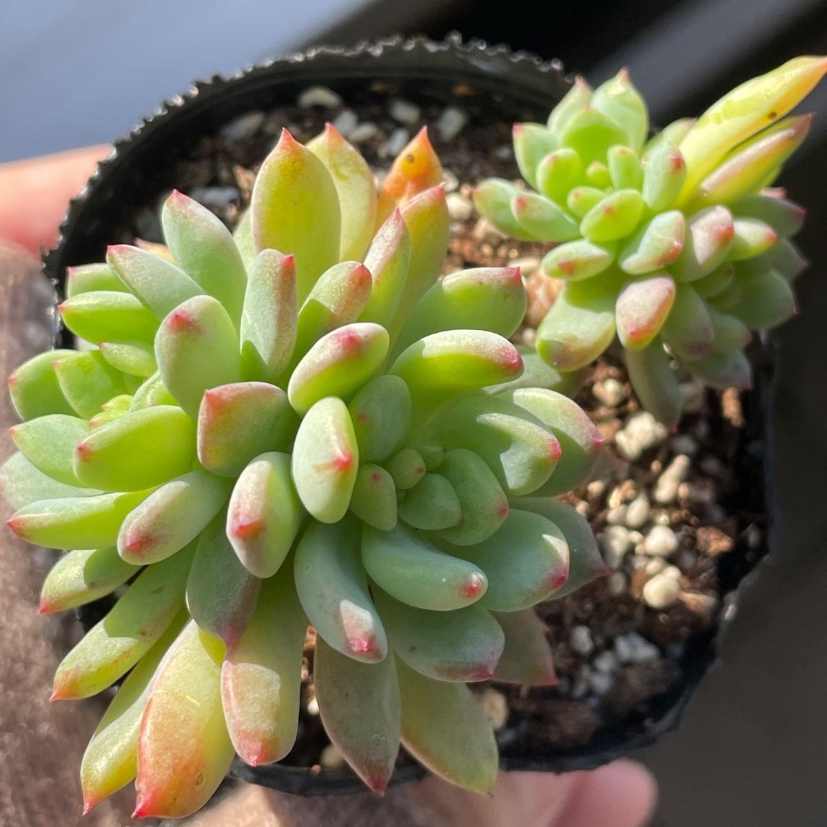 多肉植物♡ブルーアップル❤︎抜き苗(根付き) - メルカリ