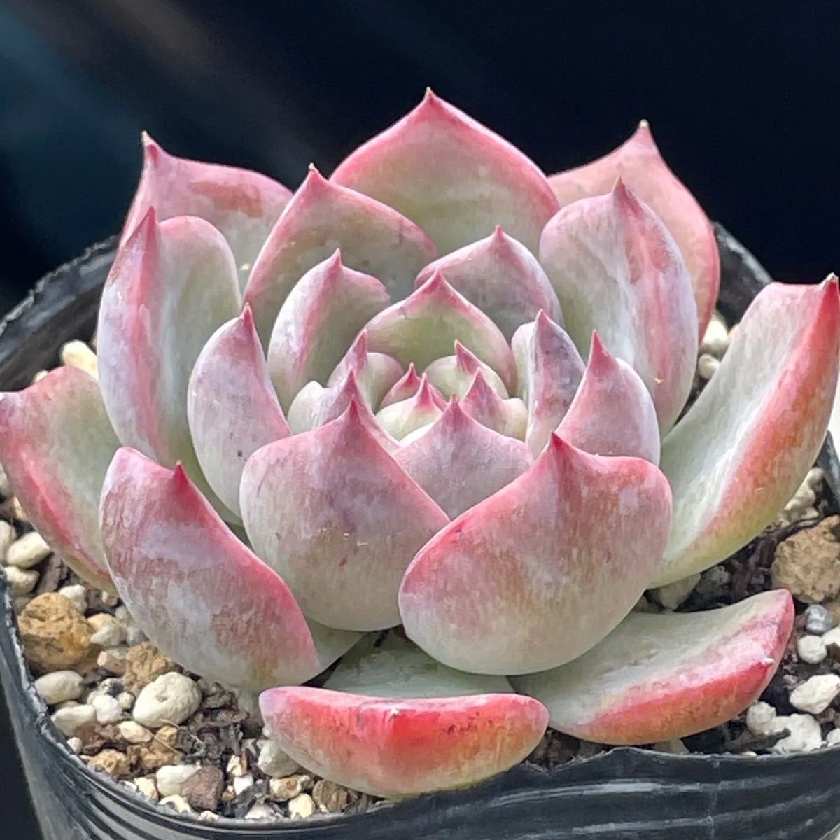 多肉植物♡キャラリアン❤︎抜き苗(根付き) - メルカリ