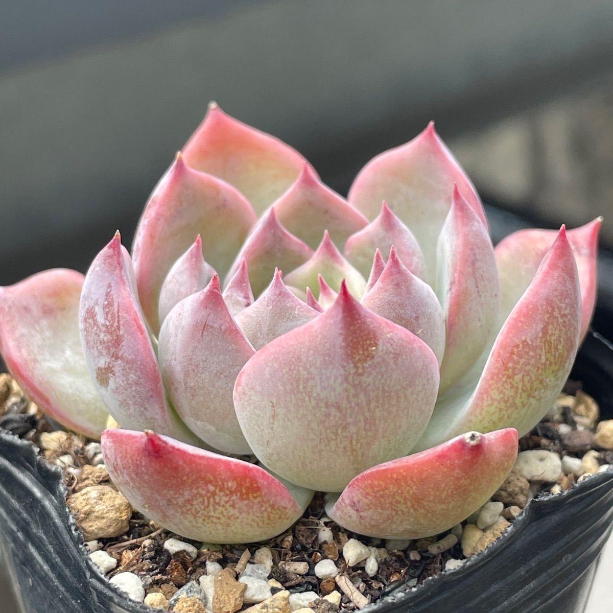 多肉植物♡キャラリアン❤︎抜き苗(根付き) - メルカリ