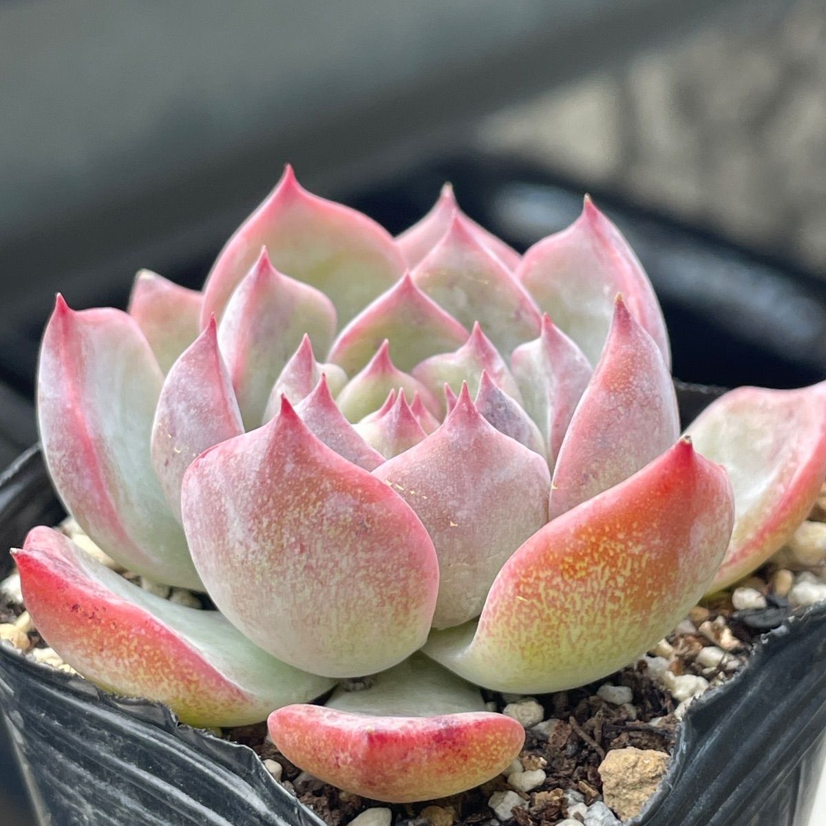 多肉植物♡キャラリアン❤︎抜き苗(根付き) - メルカリ