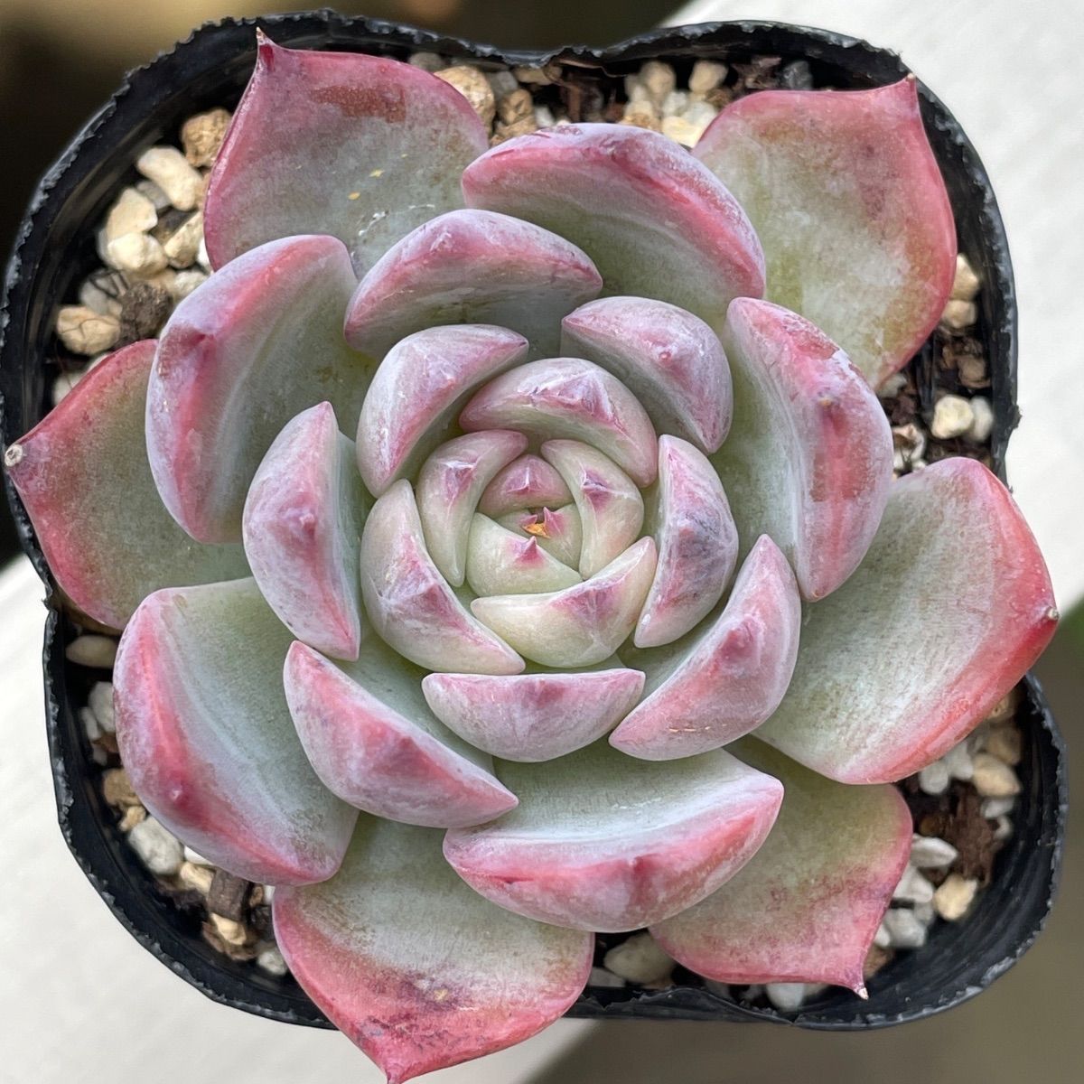 129. 多肉植物 キャラリアン 830円【抜き苗】 129. 多肉植物 キャラリアン 830円【抜き苗】 129. 多肉植物 キャラ