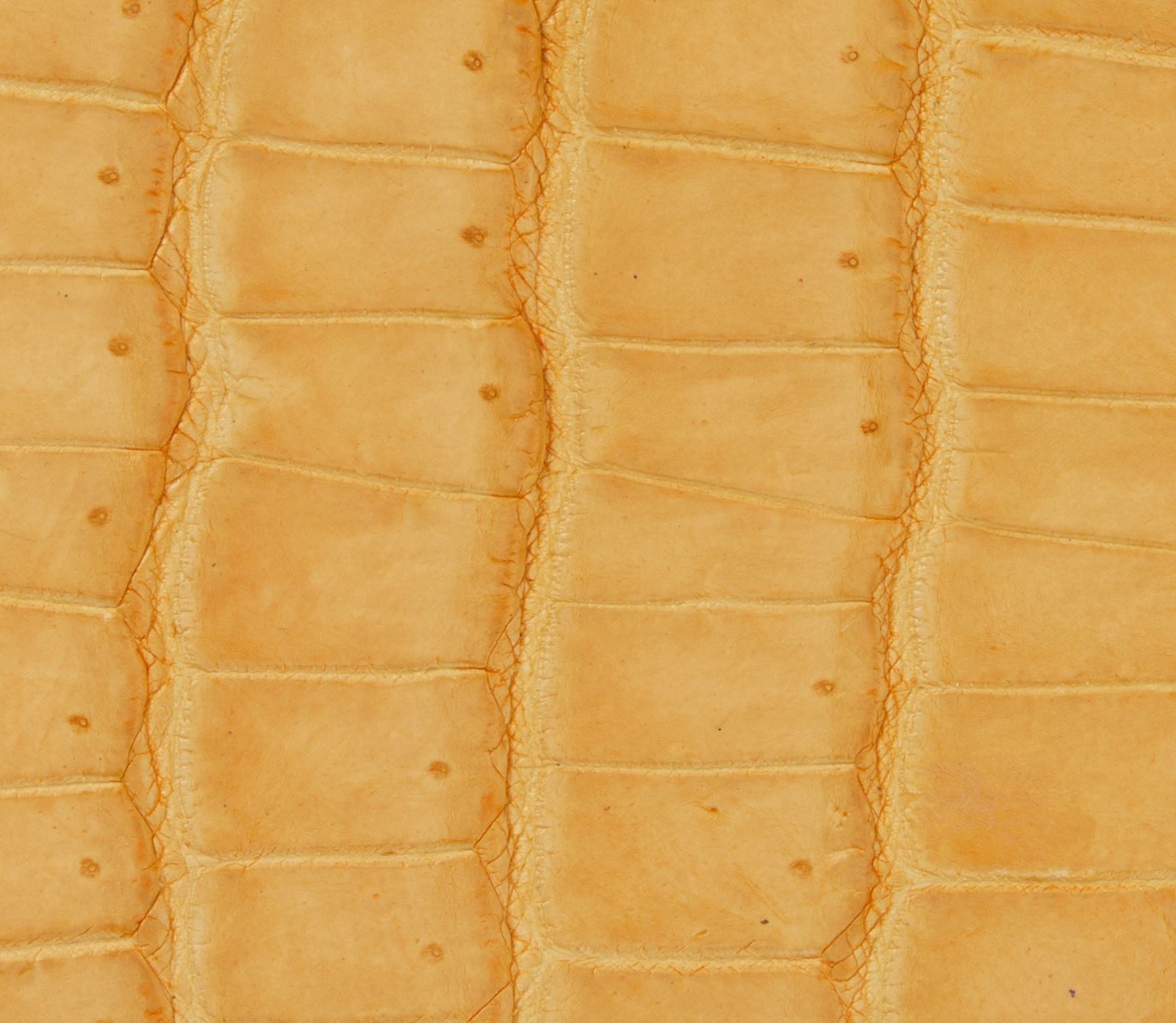 本革 コンパクトで金運アップのラッキーカラー