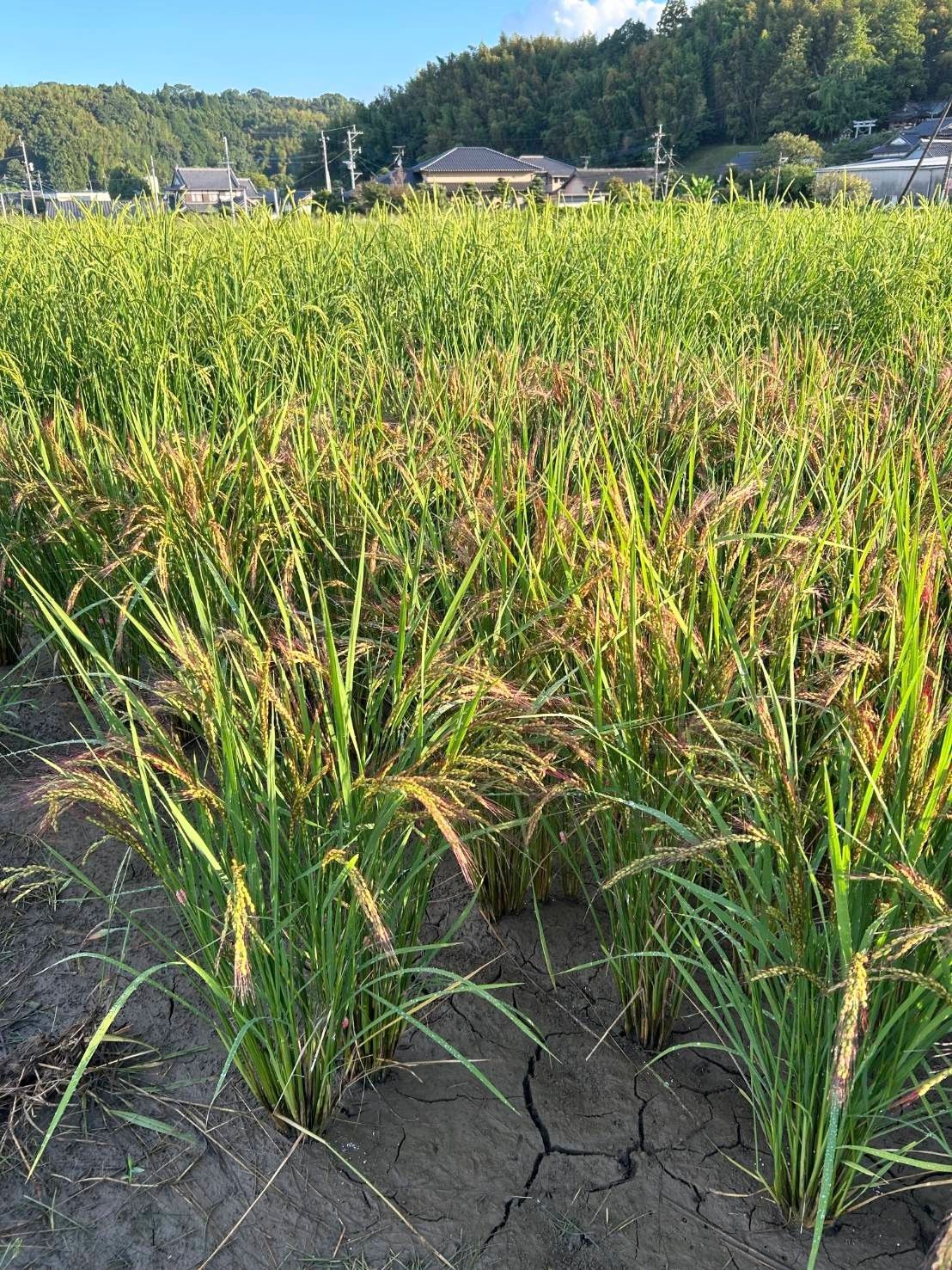 R7年新米 自然栽培米 掛け干し赤米ミックス2kg玄米 【公式通販】
