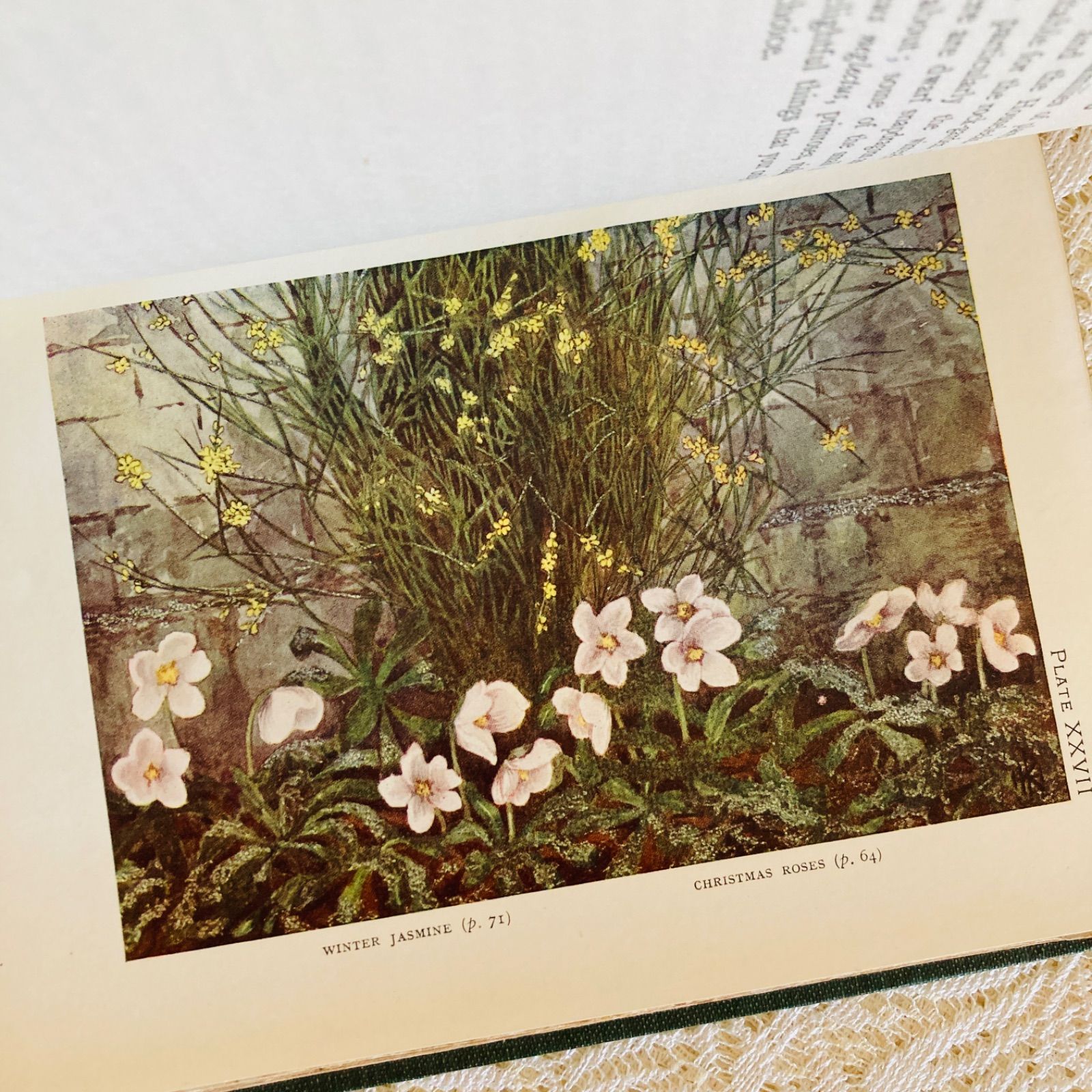 イギリスの古い植物図鑑　1960年代 GARDENS イギリスのアンティーク植物図鑑 可憐で美しいカラー図版32点