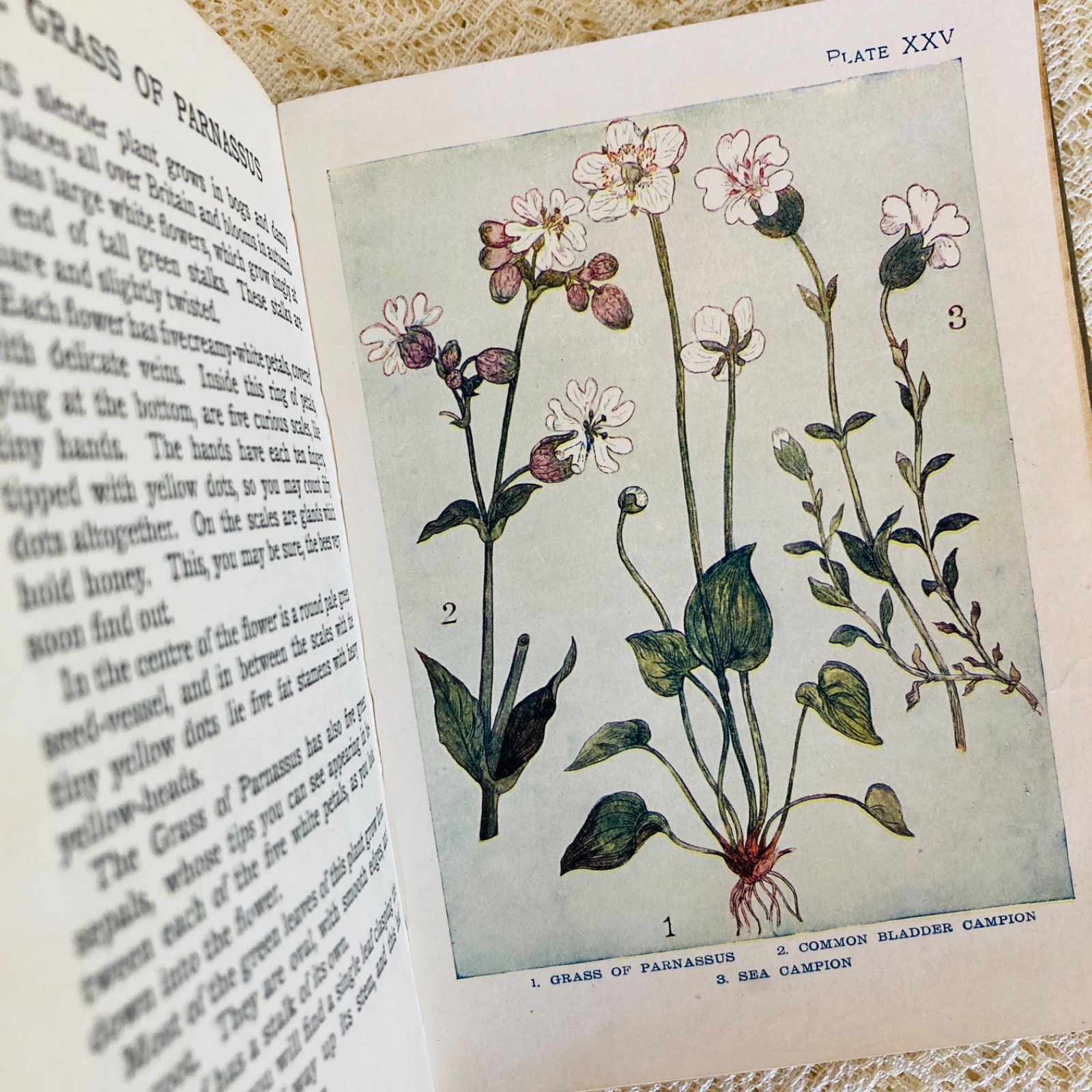 FLOWERS イギリスのアンティーク植物図鑑 美しいカラー図版48点収録
