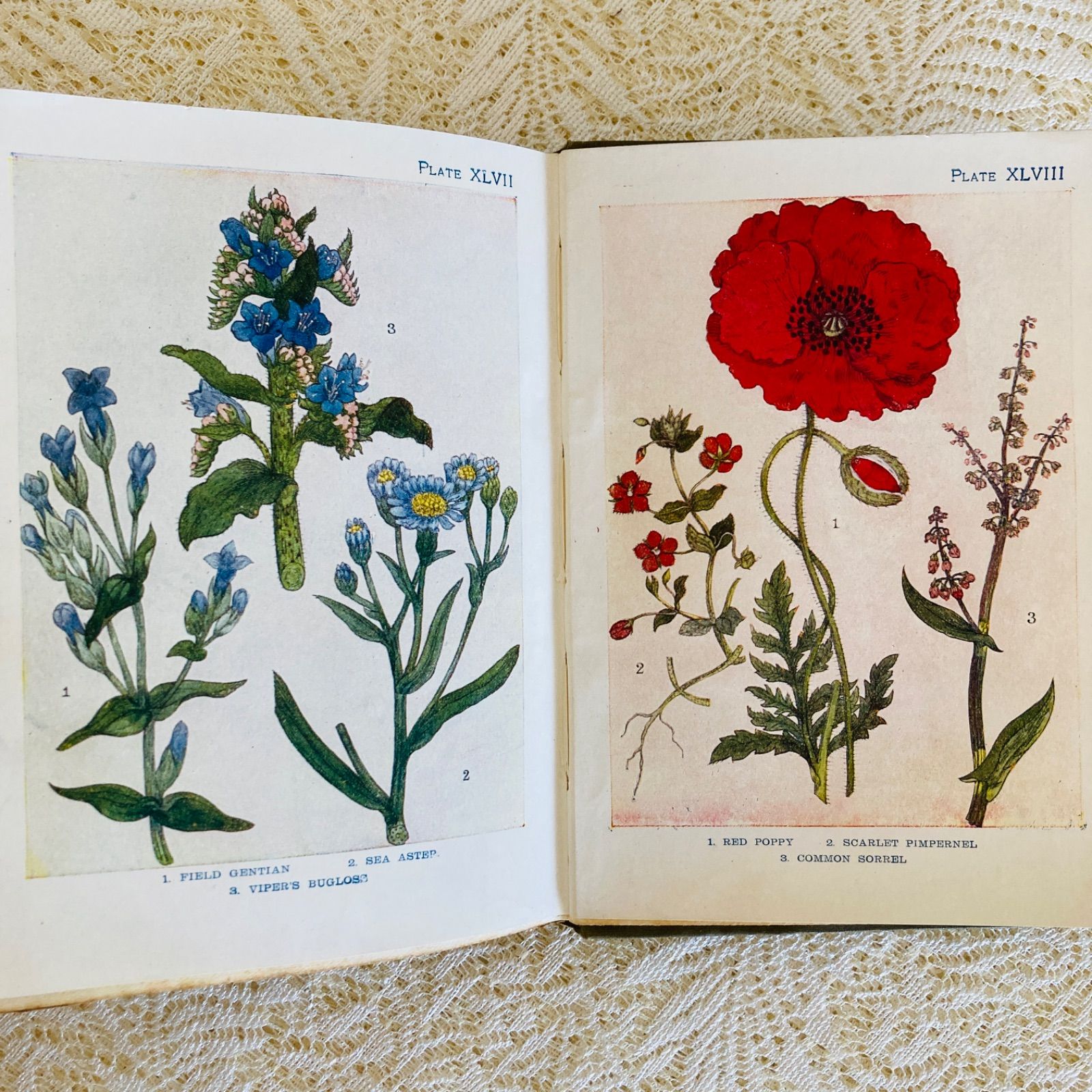 FLOWERS イギリスのアンティーク植物図鑑 美しいカラー図版48点収録