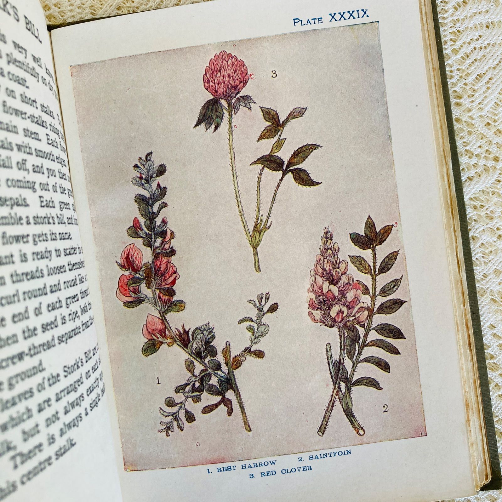 FLOWERS イギリスのアンティーク植物図鑑 美しいカラー図版48点収録