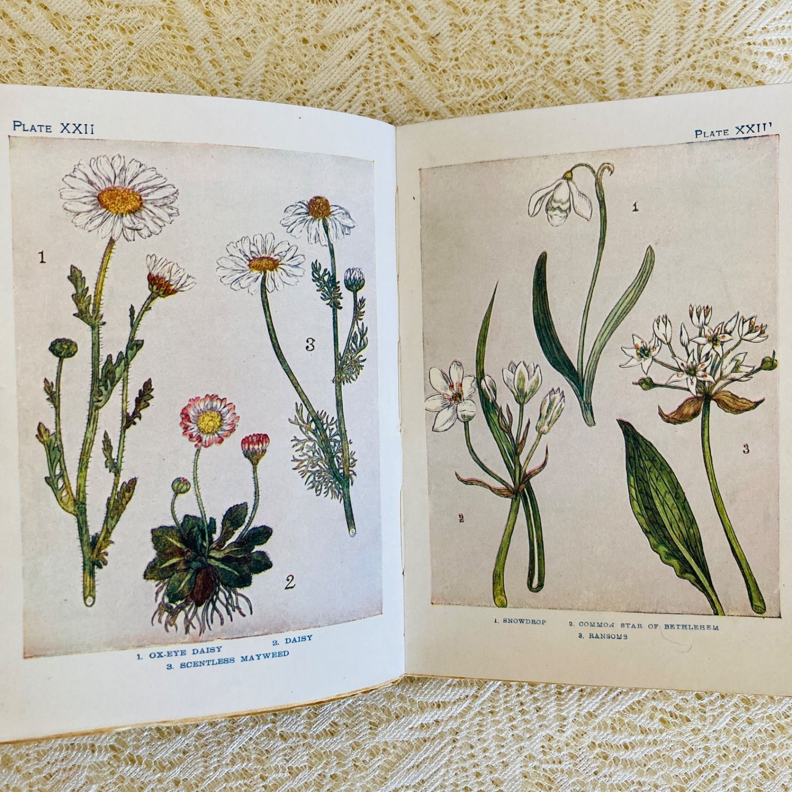 洋書　古書　希少　イギリスのアンティーク植物図鑑　色鮮やかで美しいカラー図版♡ 洋書 古書 希少 イギリスのアンティーク植物図鑑 色鮮やかで美しい