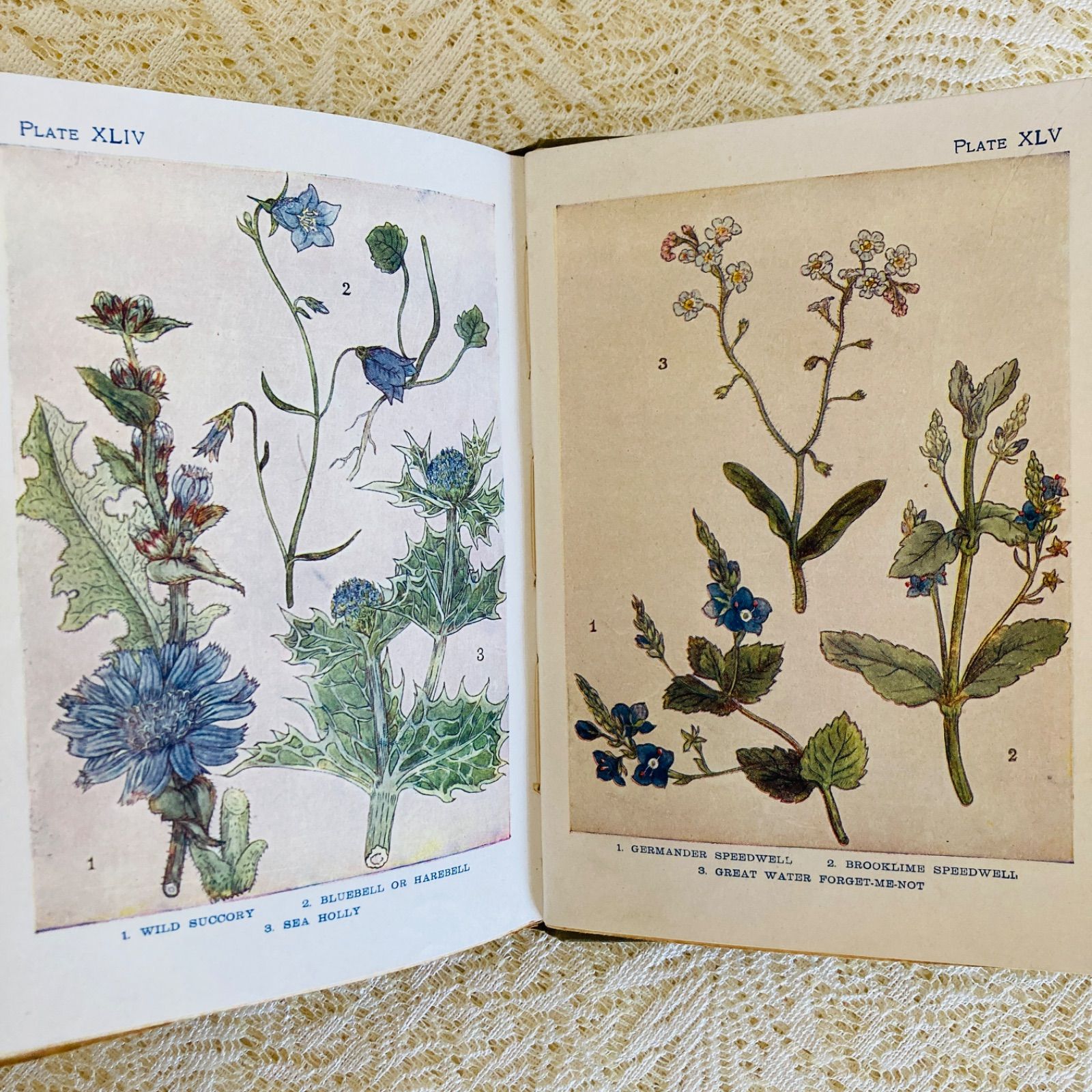 FLOWERS イギリスのアンティーク植物図鑑 美しいカラー図版48点収録