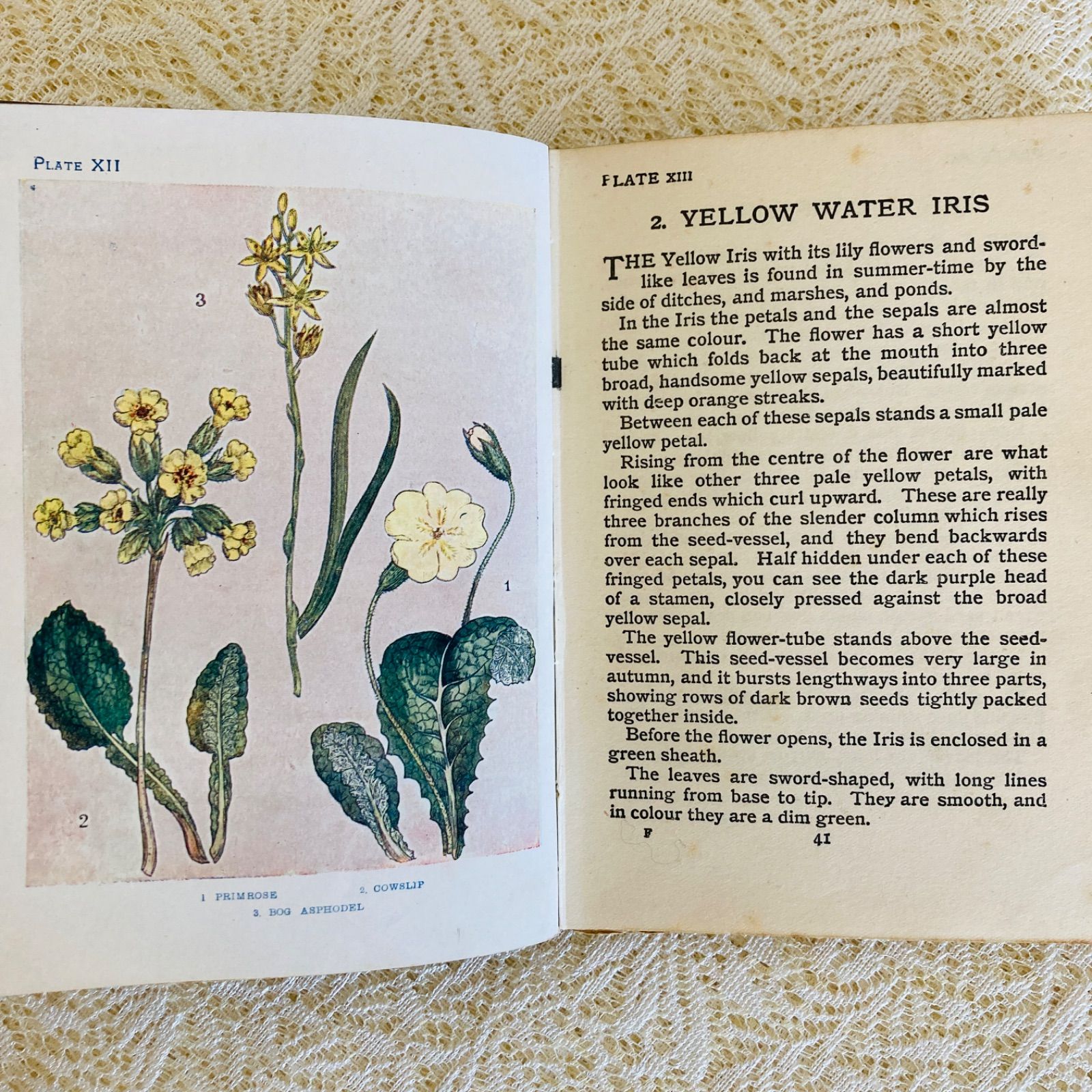 FLOWERS イギリスのアンティーク植物図鑑 美しいカラー図版48点収録