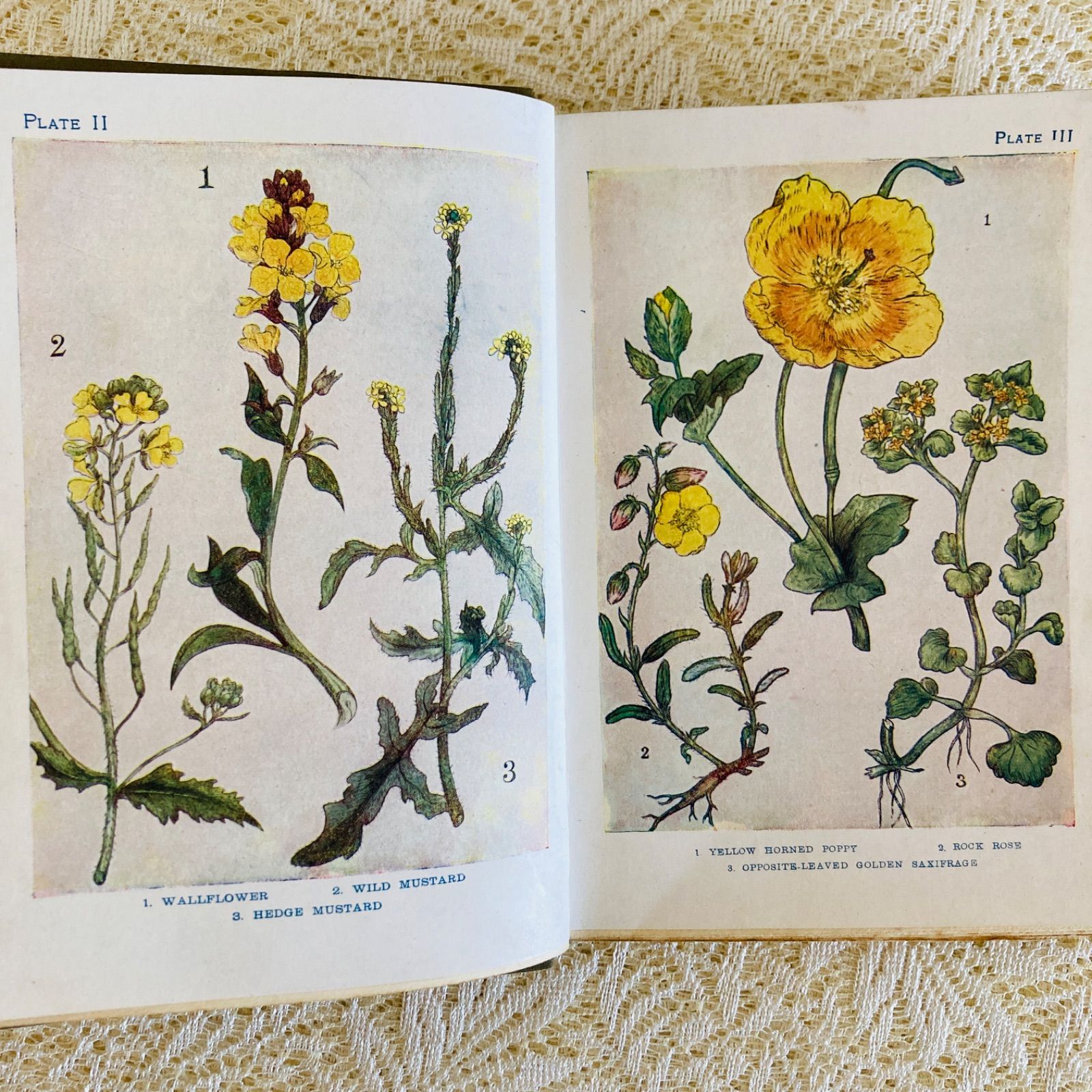 FLOWERS イギリスのアンティーク植物図鑑 美しいカラー図版48点収録