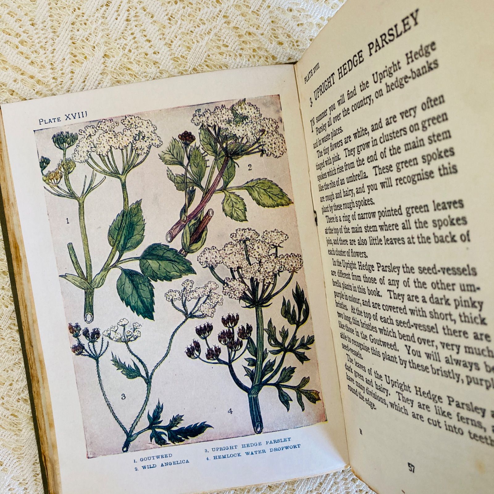 FLOWERS イギリスのアンティーク植物図鑑 美しいカラー図版48点収録