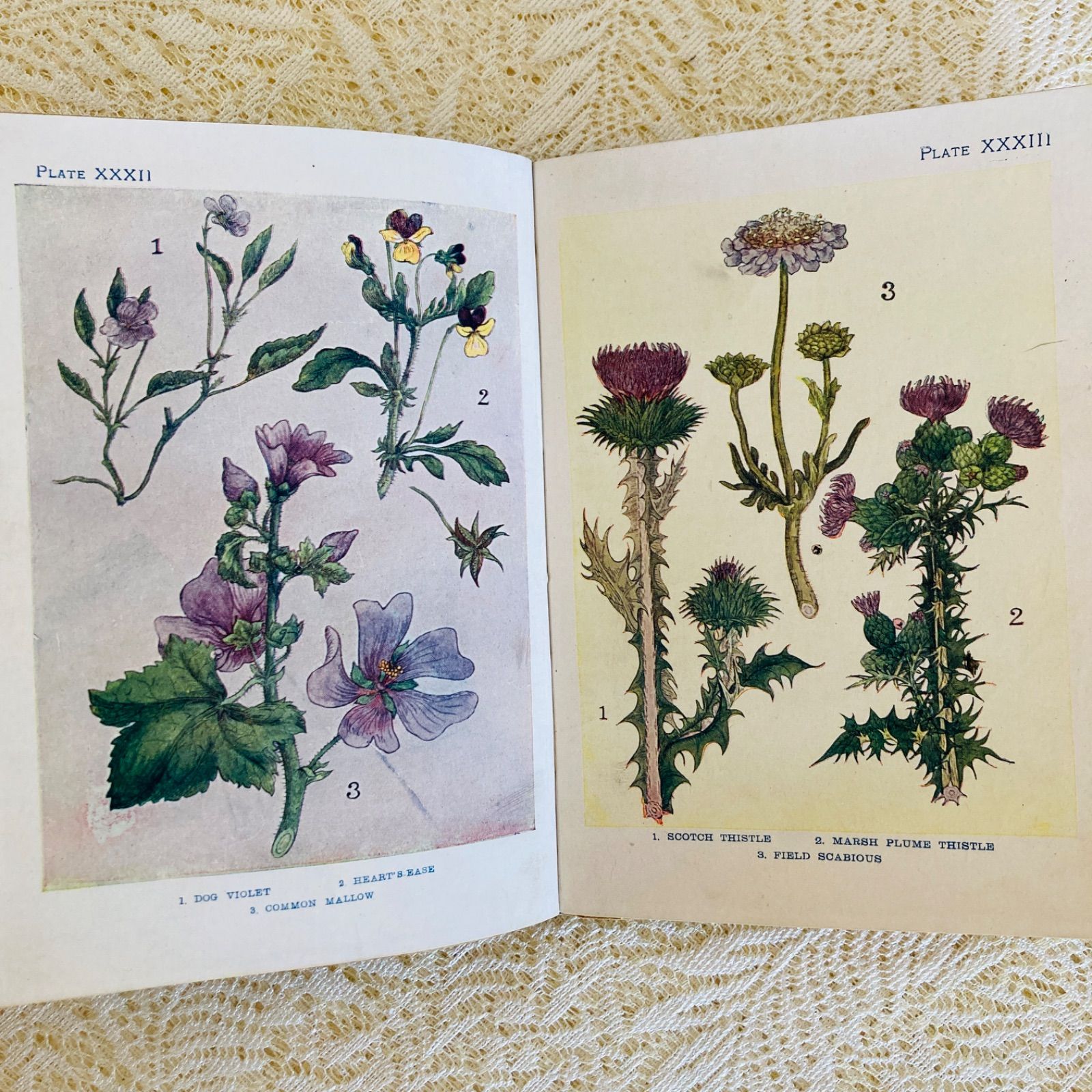 洋書　古書　希少　イギリスのアンティーク植物図鑑　色鮮やかで美しいカラー図版♡ 洋書 古書 希少 イギリスのアンティーク植物図鑑 色鮮やかで美しい