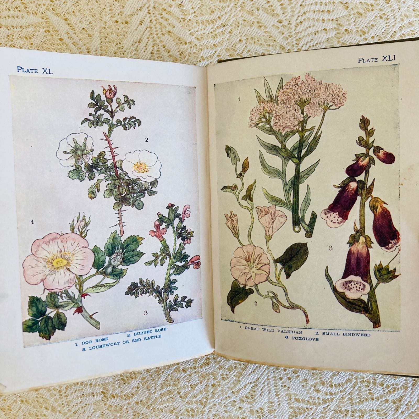 FLOWERS イギリスのアンティーク植物図鑑 美しいカラー図版48点収録