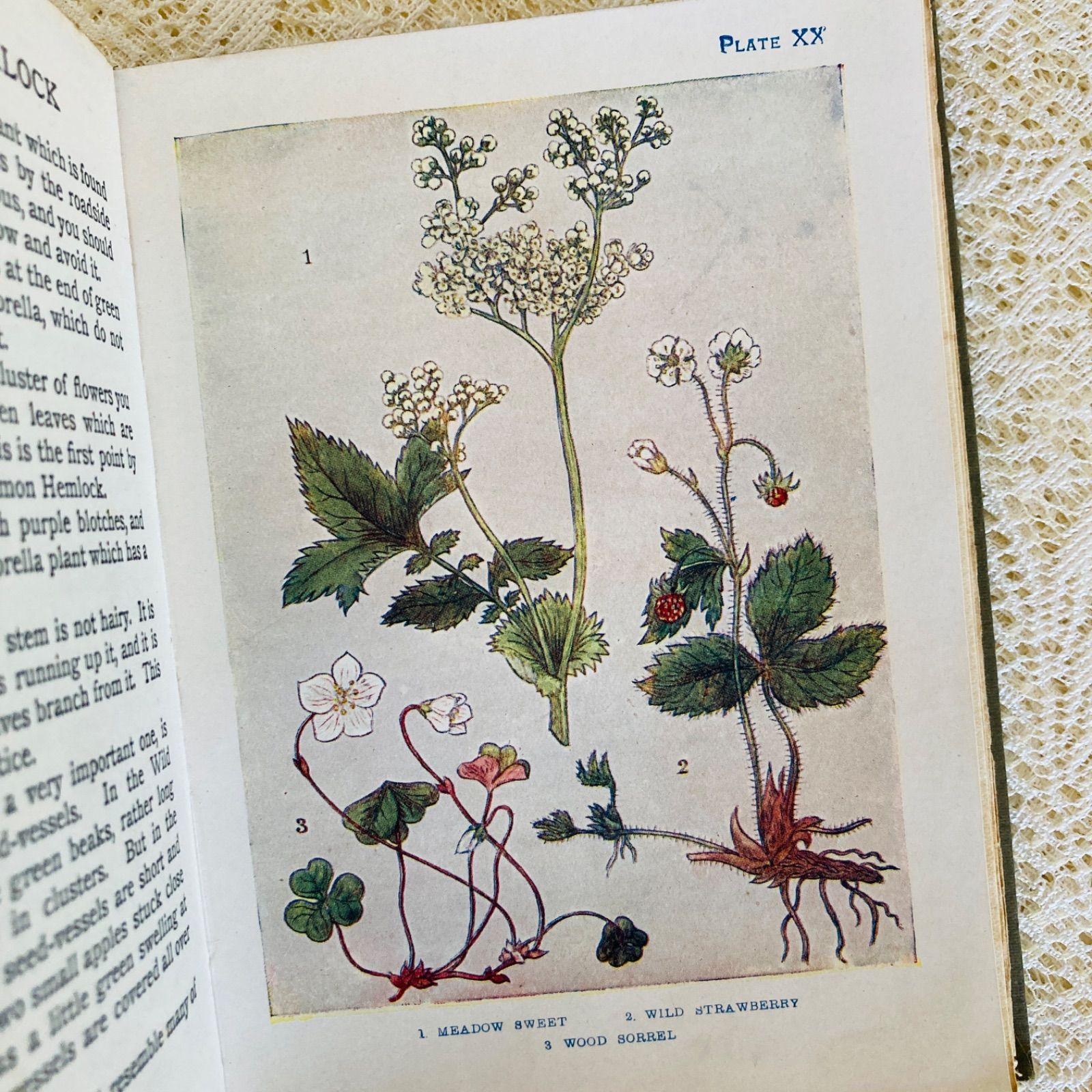 FLOWERS イギリスのアンティーク植物図鑑 美しいカラー図版48点収録
