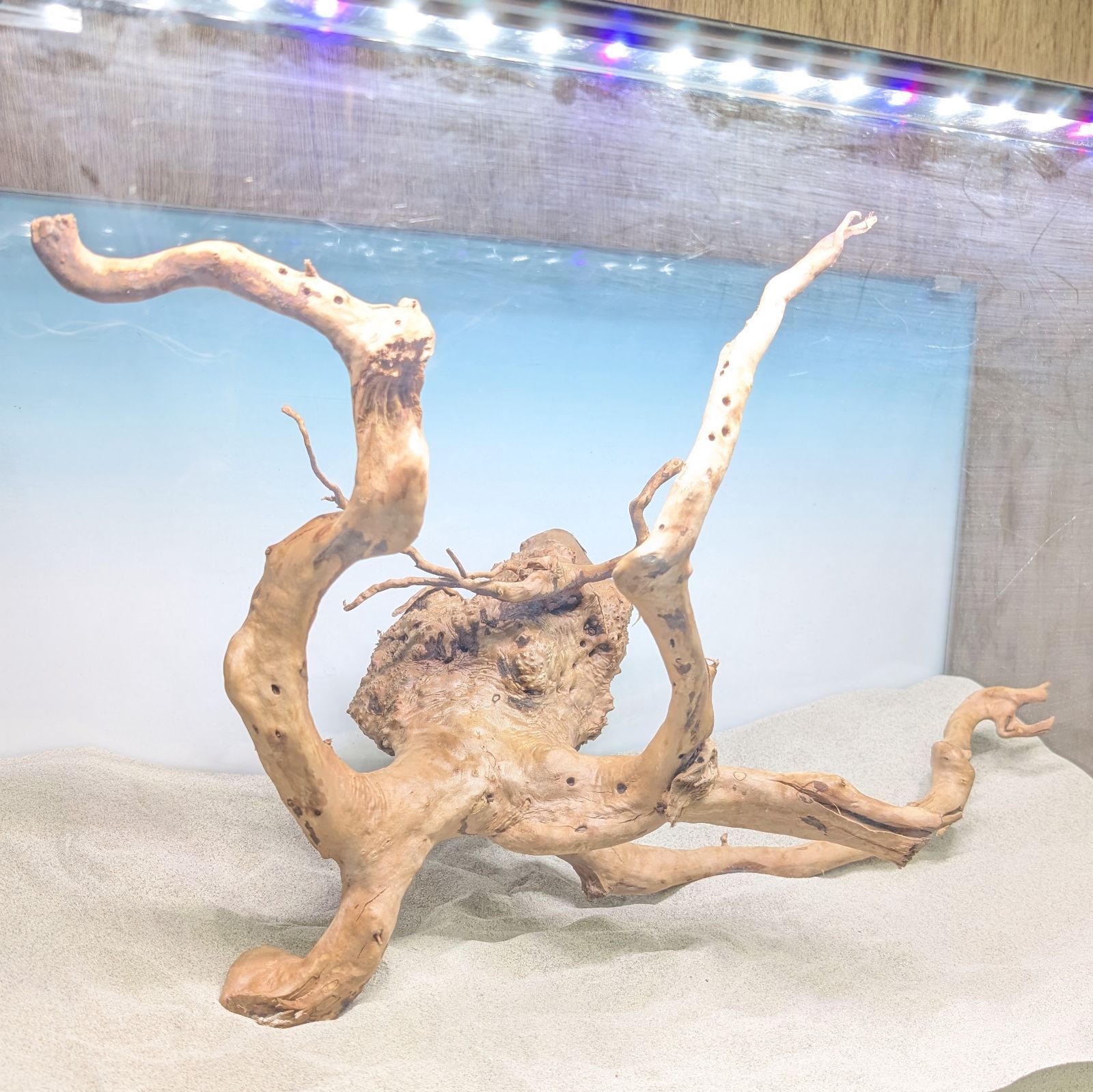 ブランチウッド✻未処理｜53cm｜BW91820｜1点｜自然流木｜アクアリウム