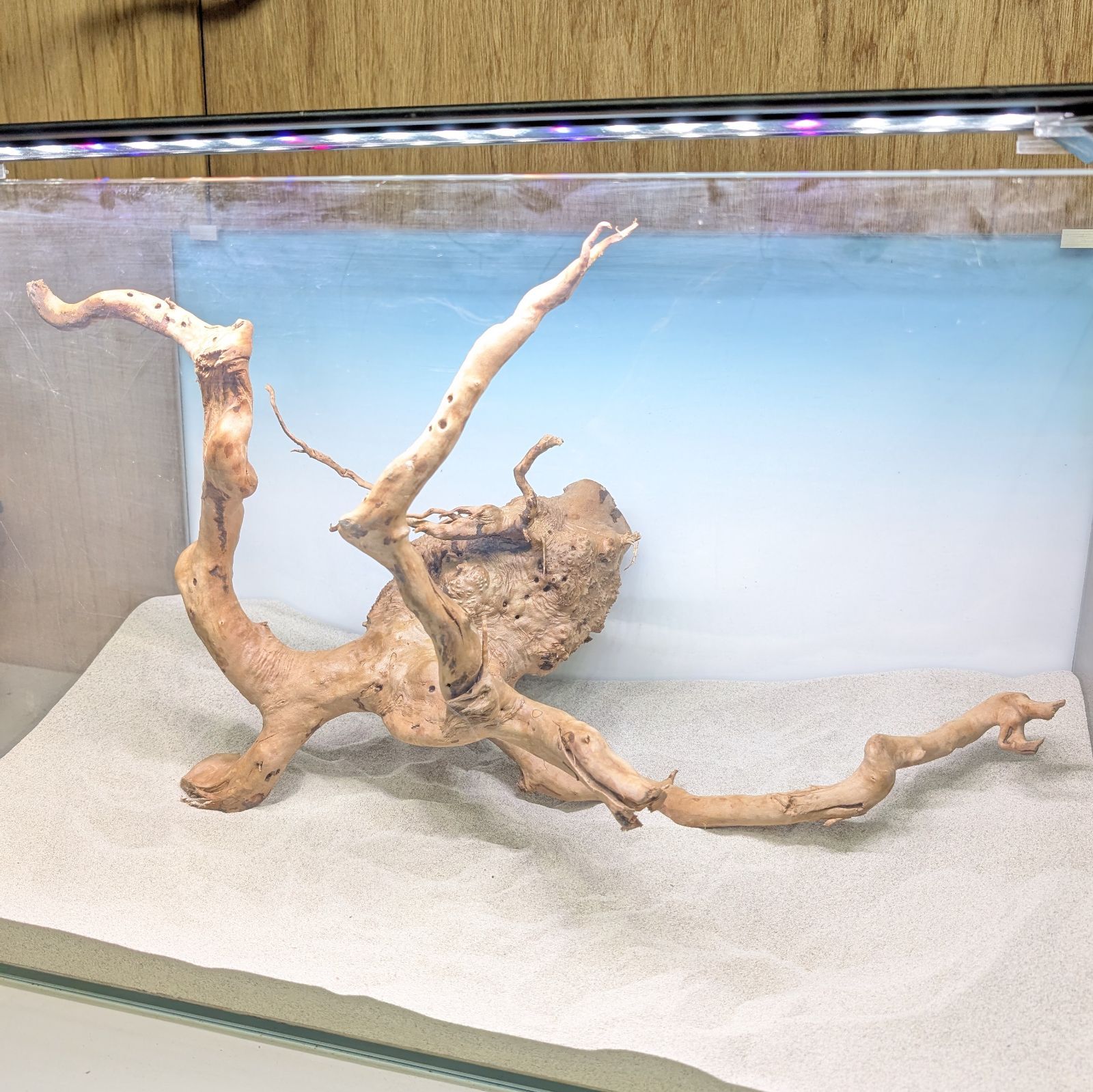 ブランチウッド✻未処理｜53cm｜BW91820｜1点｜自然流木｜アクアリウム