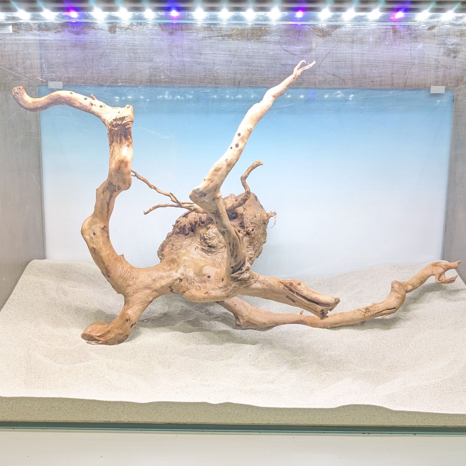 ブランチウッド✻未処理｜53cm｜BW91820｜1点｜自然流木｜アクアリウム