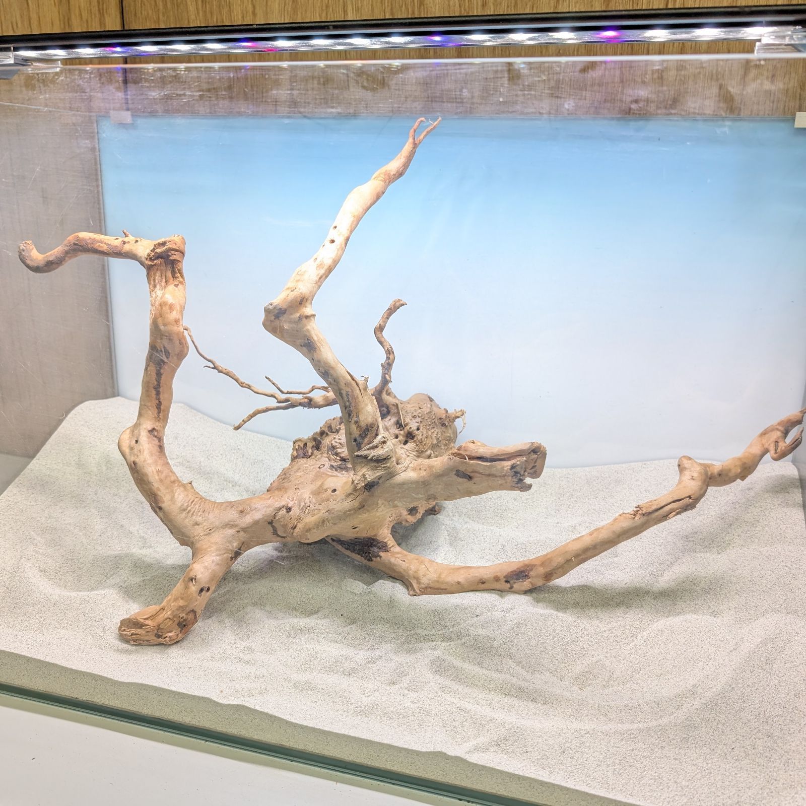 ブランチウッド✻未処理｜53cm｜BW91820｜1点｜自然流木｜アクアリウム