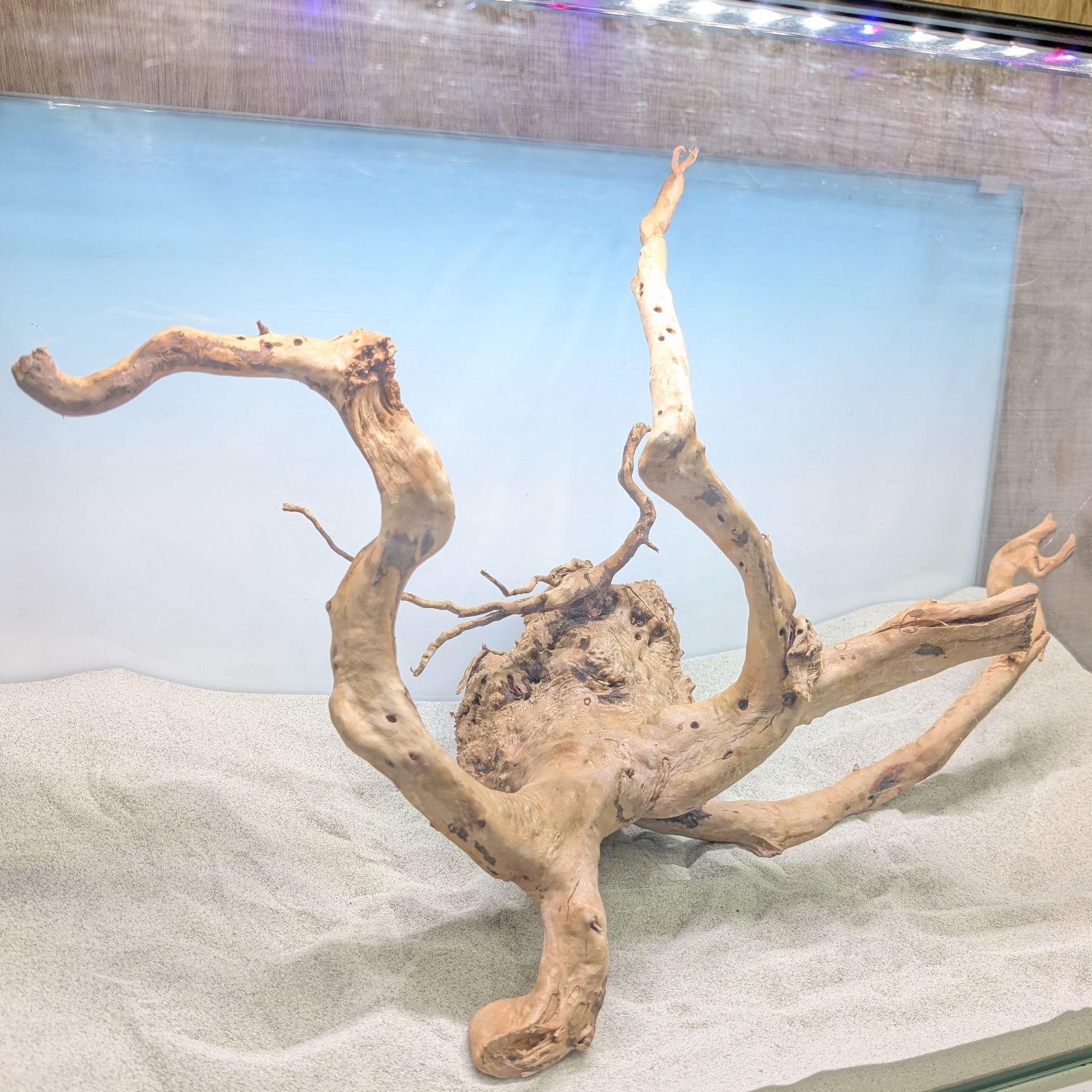 ブランチウッド✻未処理｜53cm｜BW91820｜1点｜自然流木｜アクアリウム