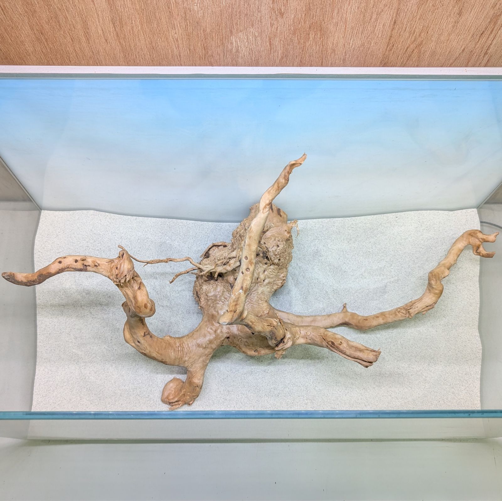 ブランチウッド✻未処理｜53cm｜BW91820｜1点｜自然流木｜アクアリウム