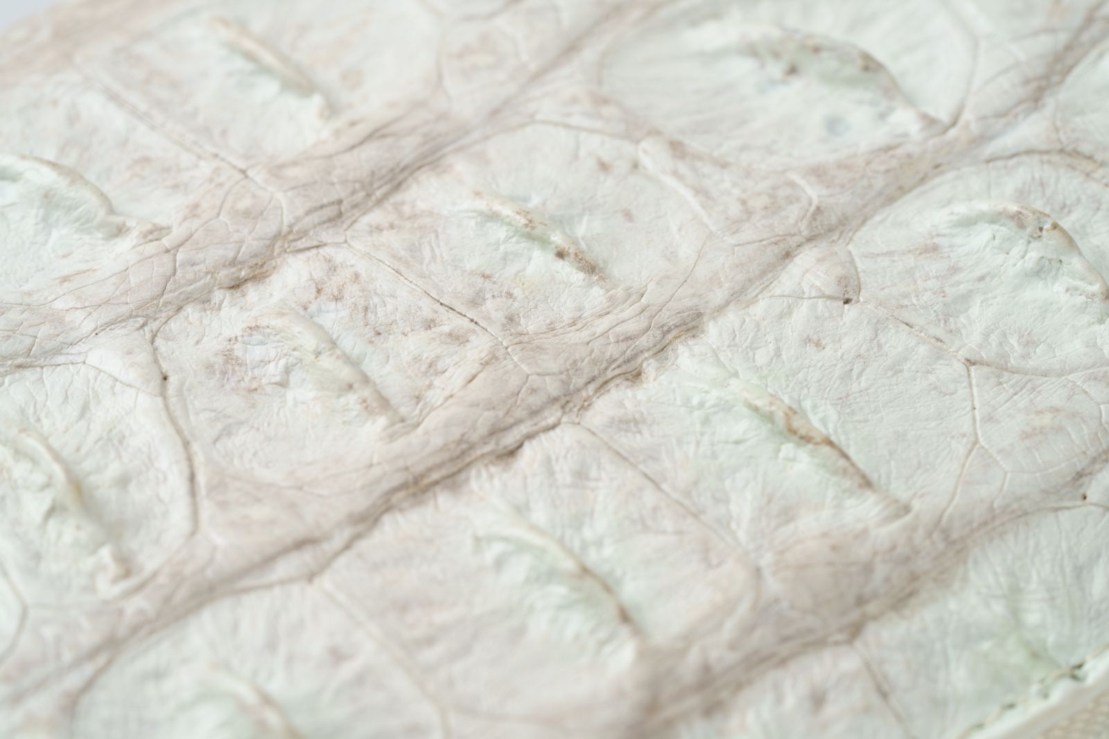 浄化と富を纏う 特別な存在感｜ヒマラヤクロコ