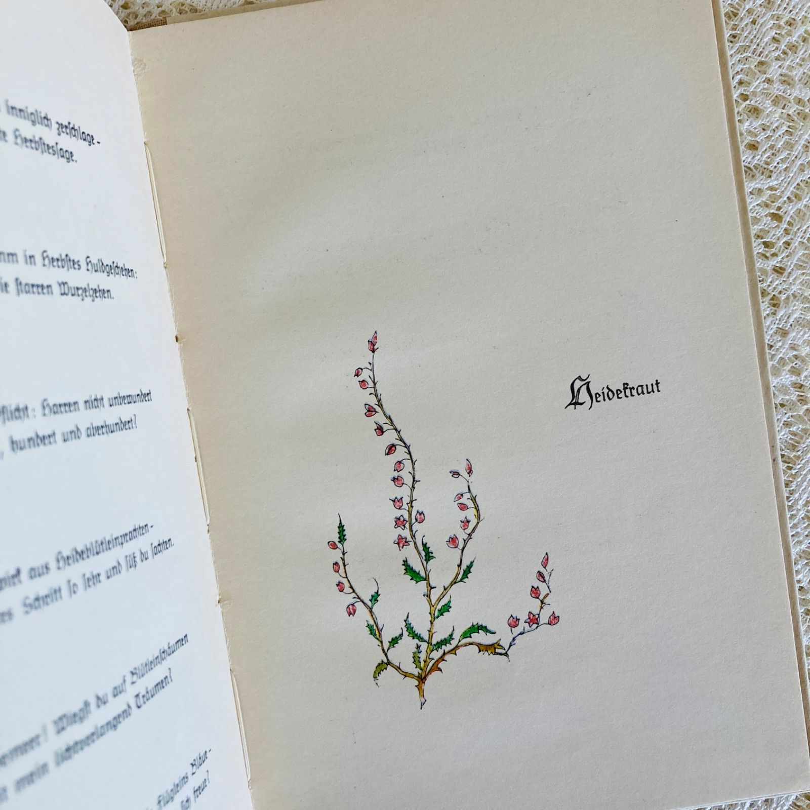 ドイツのヴィンテージブック 繊細で愛らしい植物画と美しい書体