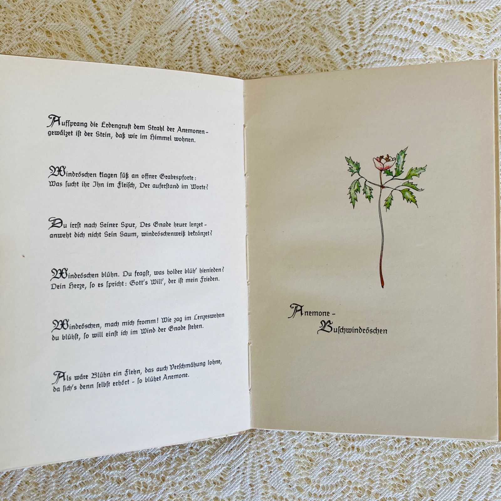 ドイツのヴィンテージブック 繊細で愛らしい植物画と美しい書体