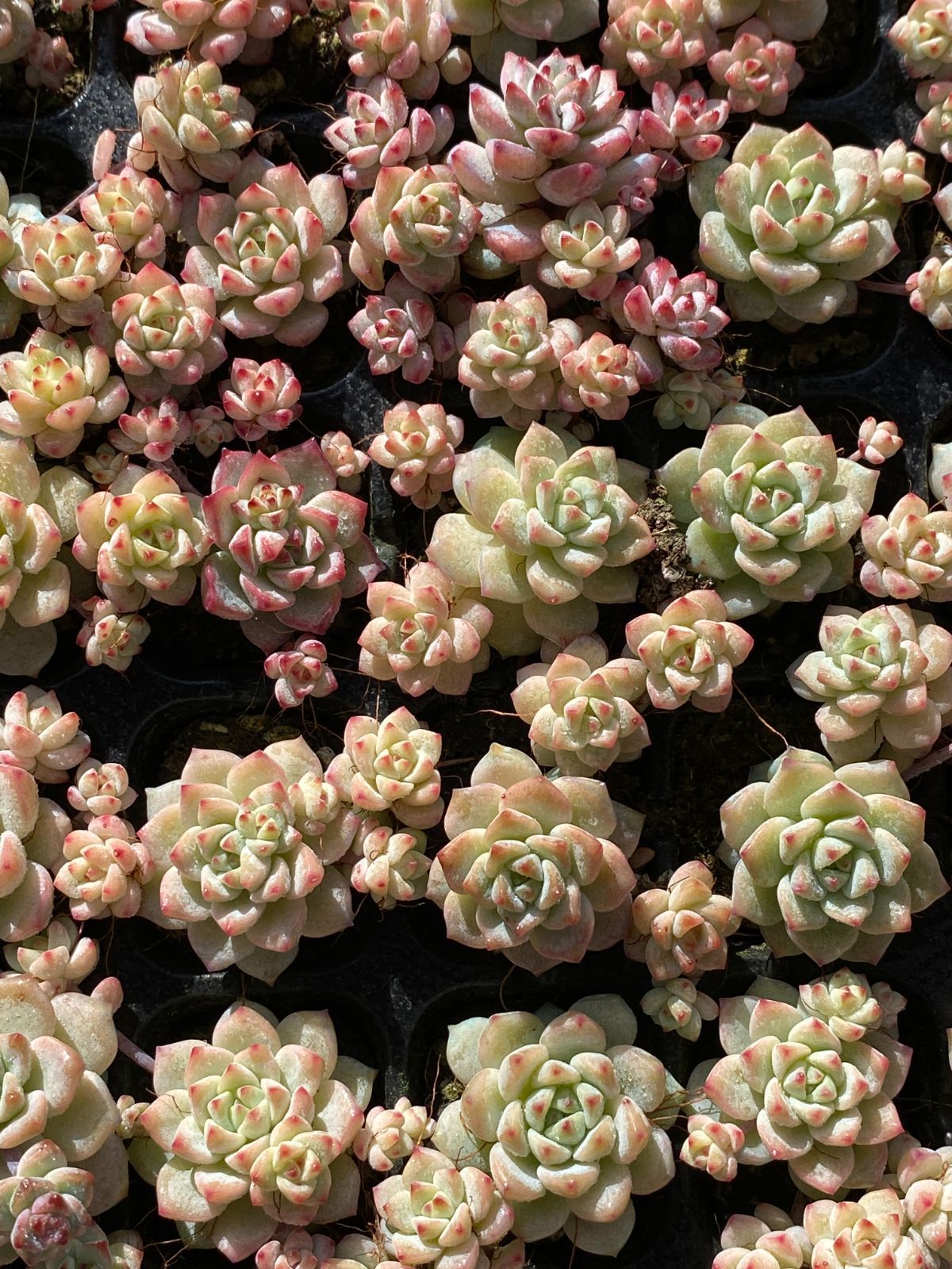 新入荷 キャラメルスプライト XQS26×105苗 土付き 多肉植物 詰め合わせ