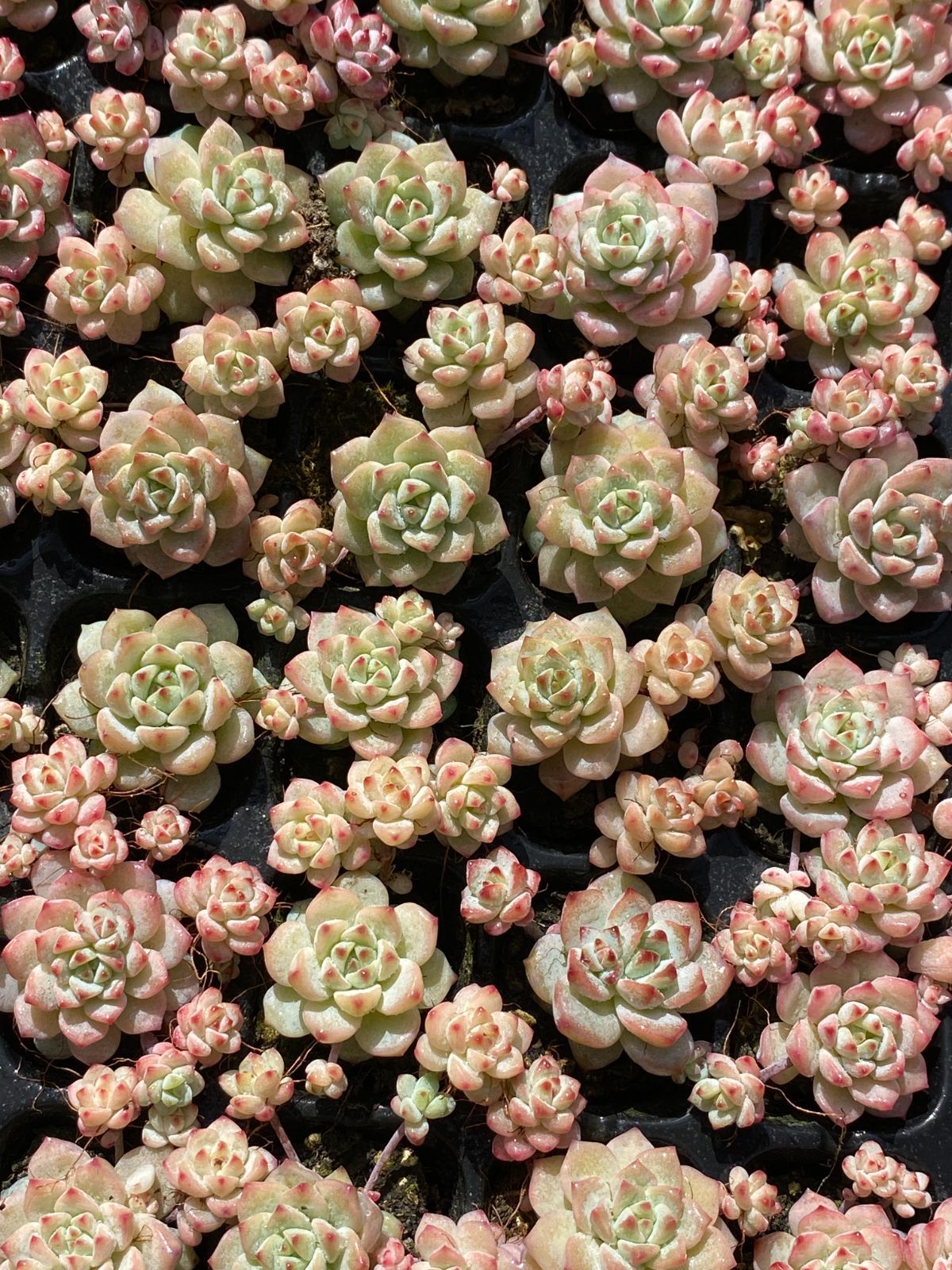 新入荷 キャラメルスプライト XQS26×105苗 土付き 多肉植物 詰め合わせ