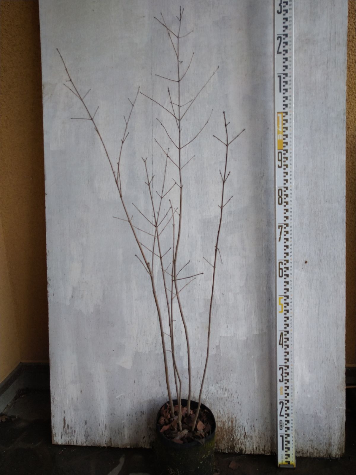 アオダモ　株立ち　/896 着払い品 厳選アオダモ株立ちNo㊹ - メルカリ