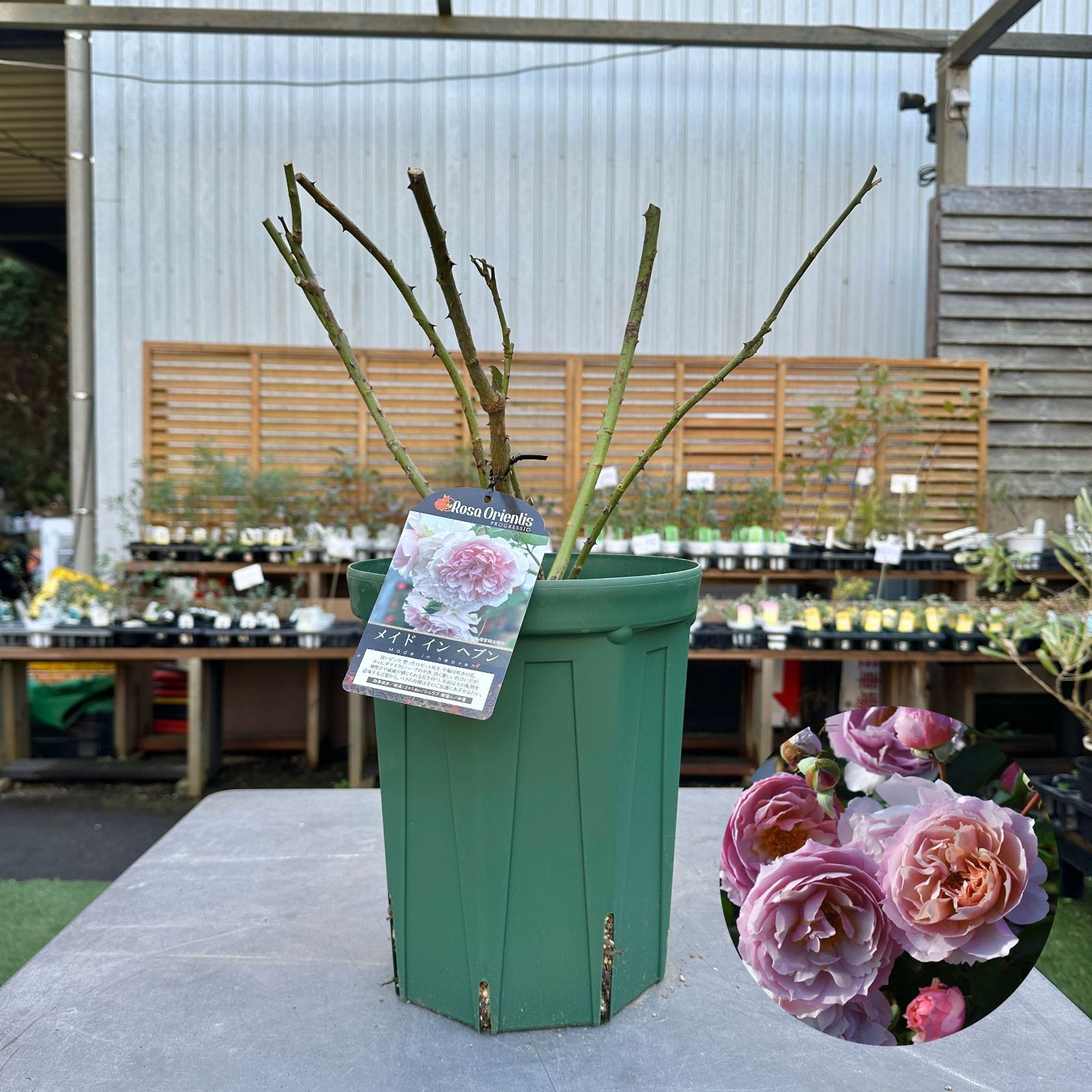 現品】⑤ メイドインヘブン ロサオリエンティス 8号 国産苗 大苗 2年生