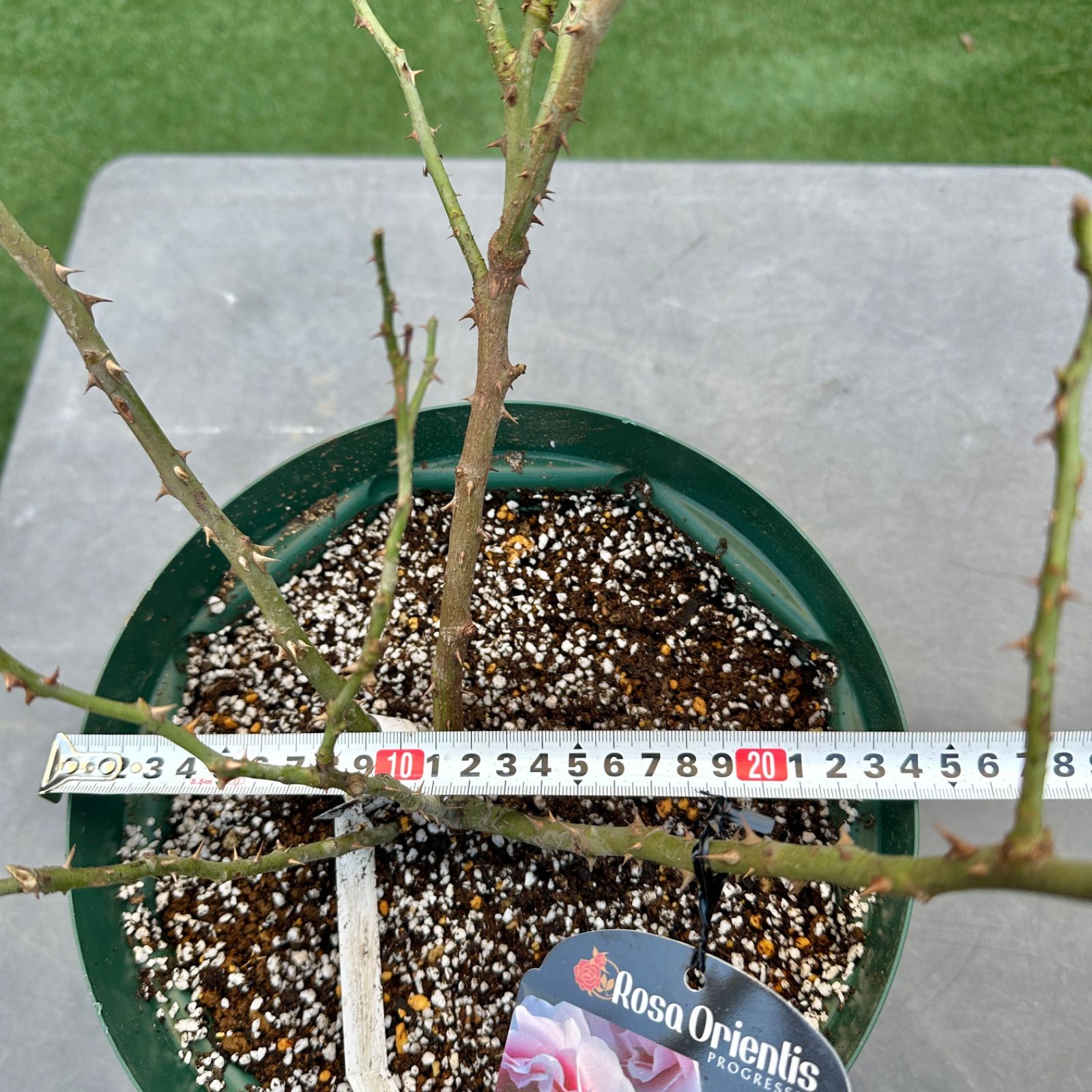 現品】⑤ こころね ロサオリエンティス 8号 国産苗 大苗 2年生 バラ