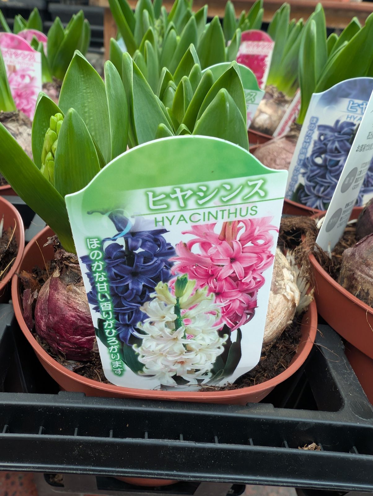 ヒヤシンス 紫 ピンク ホワイト 3色植え 4号鉢 - メルカリ