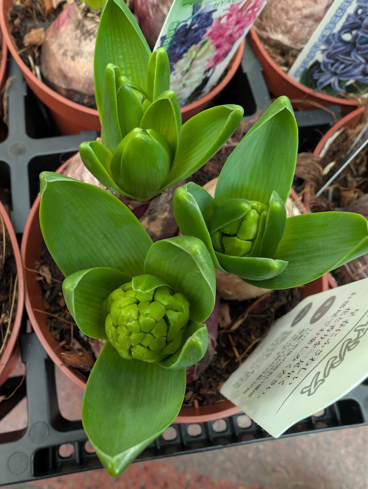 【セール】ブリガミア　インシグニス　No.003　鉢、送料込　メルカリ便 楽天市場】【現品・現物】ブリガミア・インシグニス Brighamia