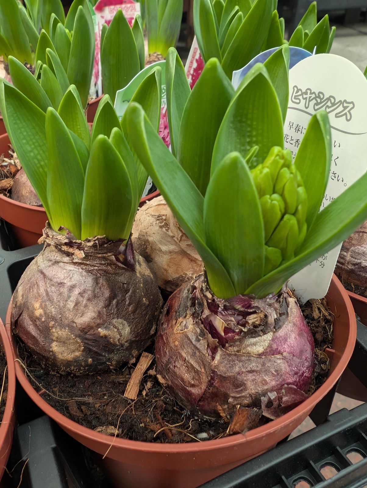 ヒヤシンス 紫 ピンク ホワイト 3色植え 4号鉢 - メルカリ