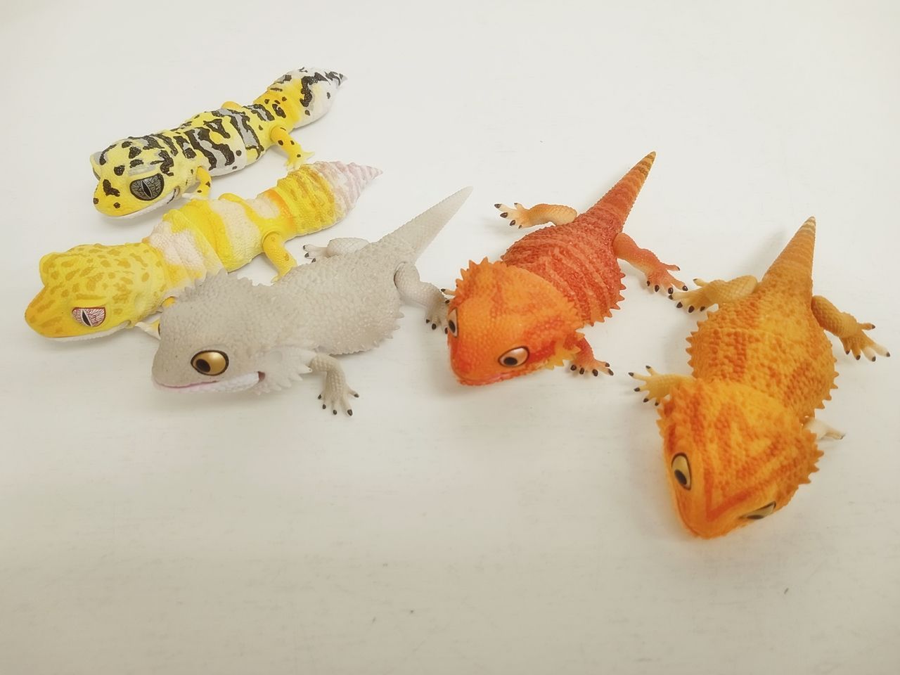 いきもの大図鑑レプティ レオパードゲッコー / フトアゴヒゲトカゲ