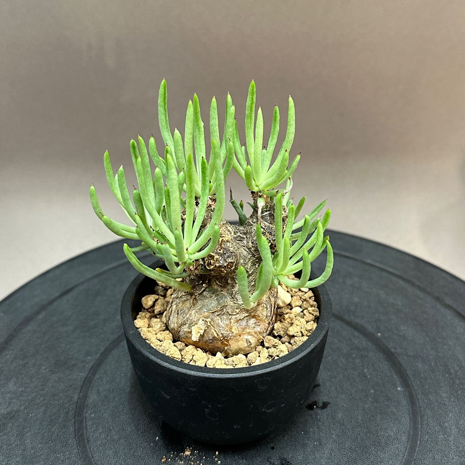 Tylecodon pearsonii チレコドン ペアルソニー 塊根植物 現地球 Maceta