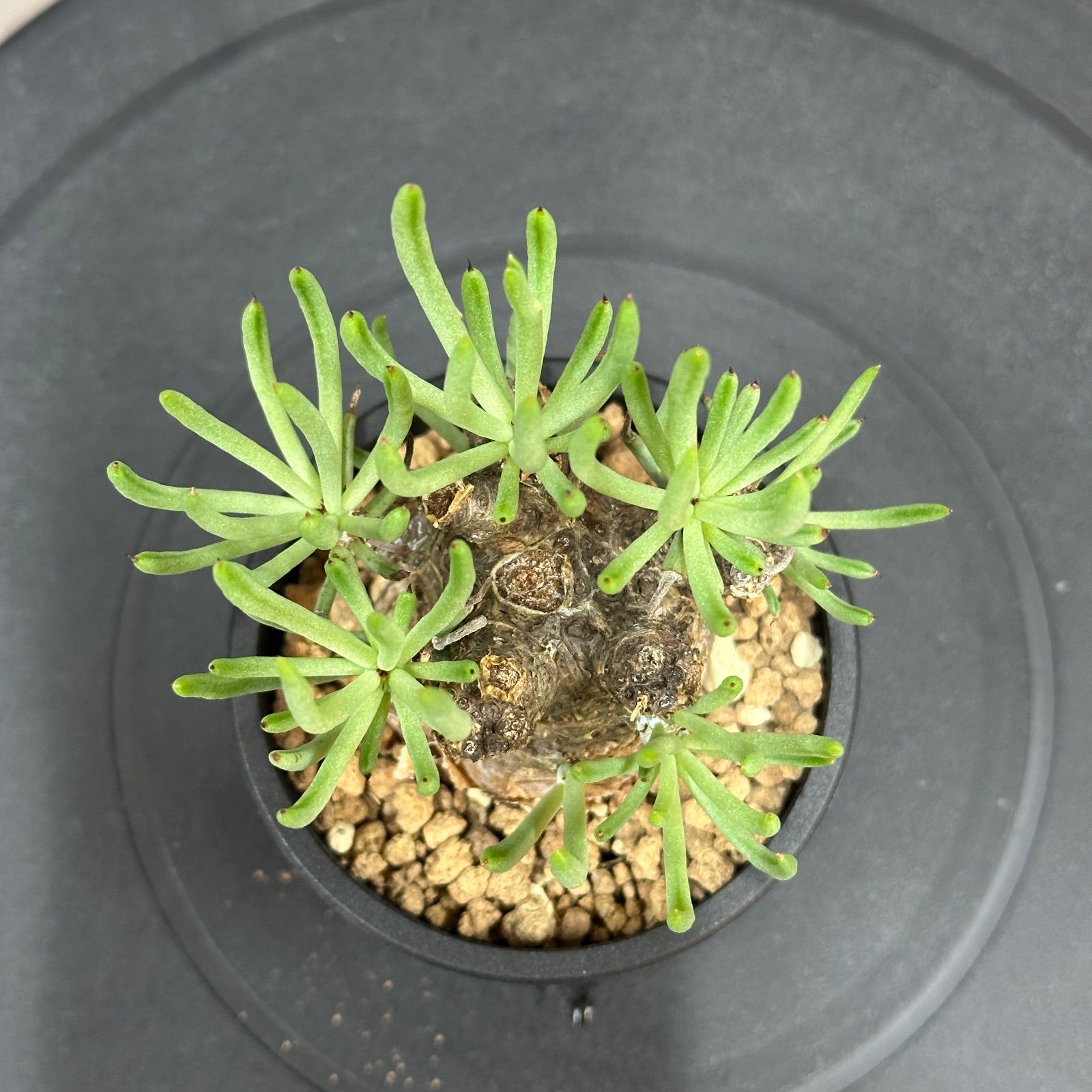 Tylecodon pearsonii チレコドン ペアルソニー 塊根植物 現地球 Maceta