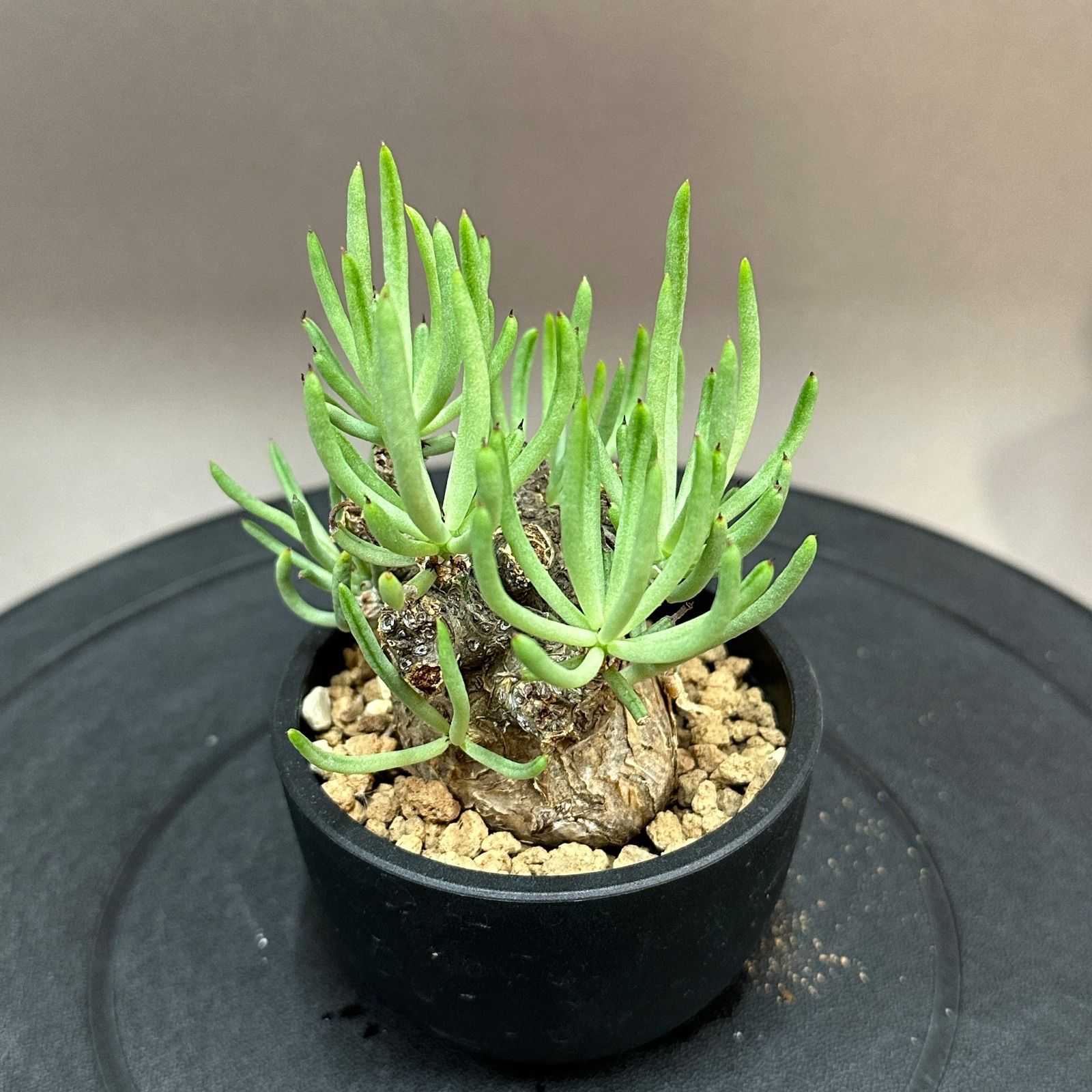 Tylecodon pearsonii チレコドン ペアルソニー 塊根植物 現地球 Maceta