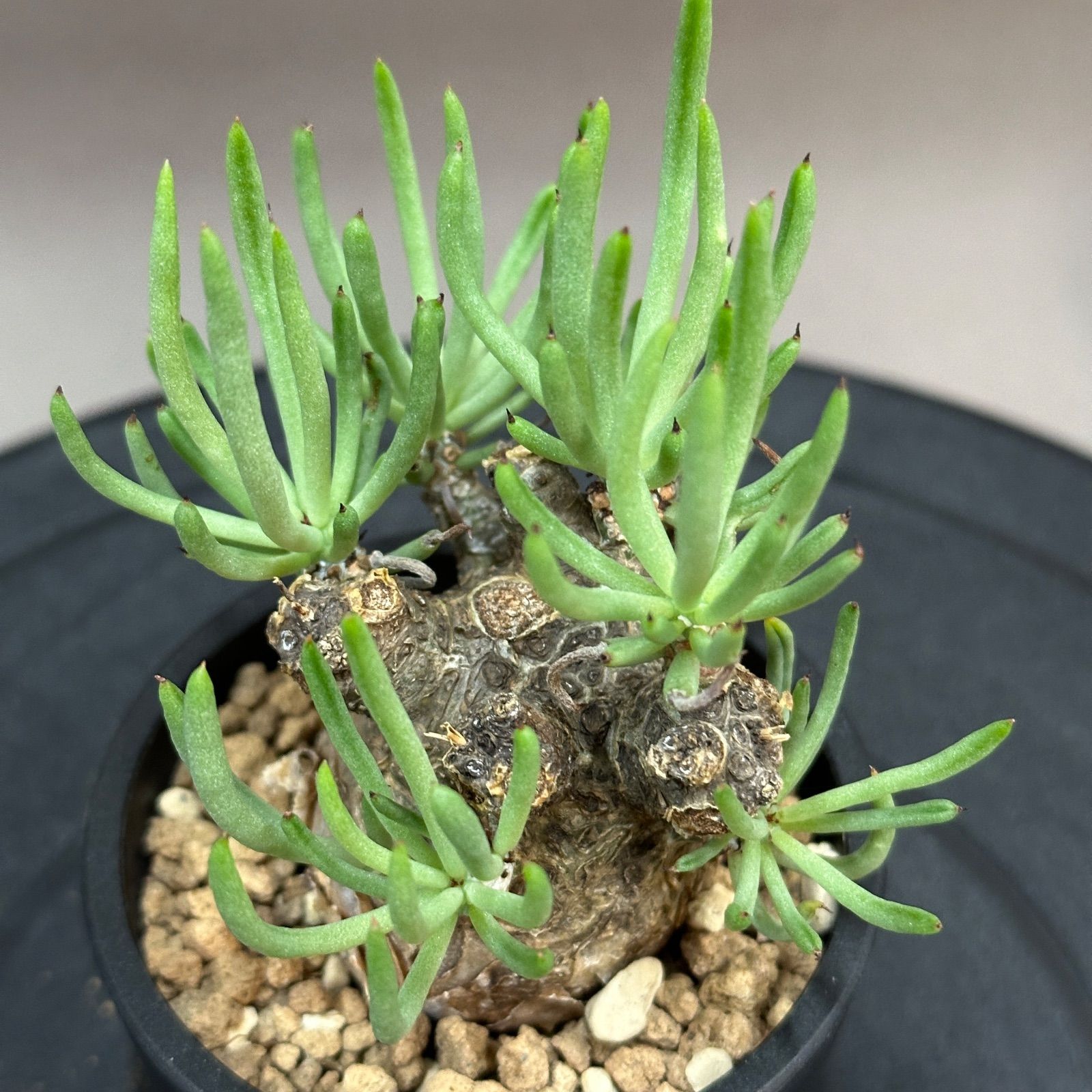 Tylecodon pearsonii チレコドン ペアルソニー 塊根植物 現地球 Maceta