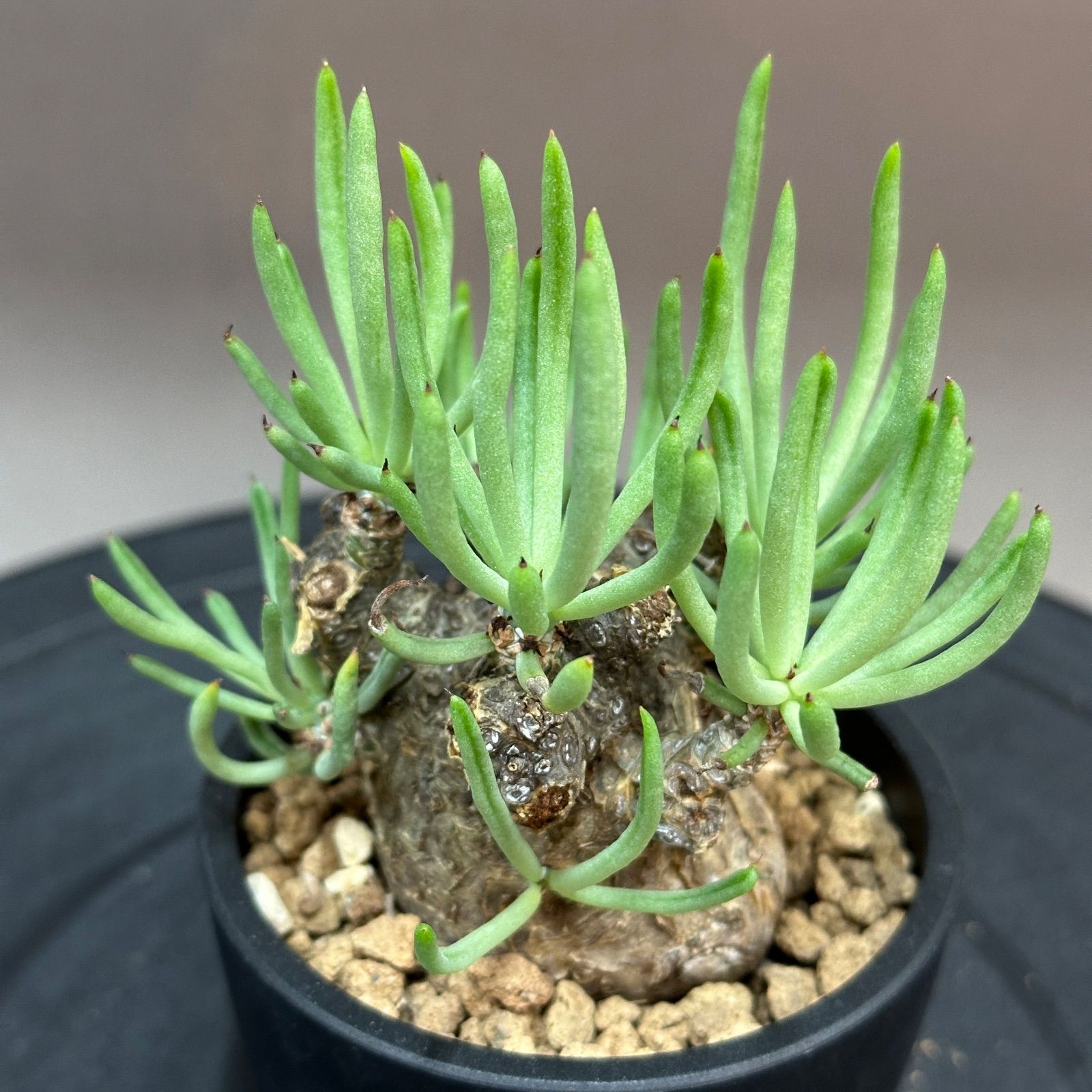 Tylecodon pearsonii チレコドン ペアルソニー 塊根植物 現地球 Maceta