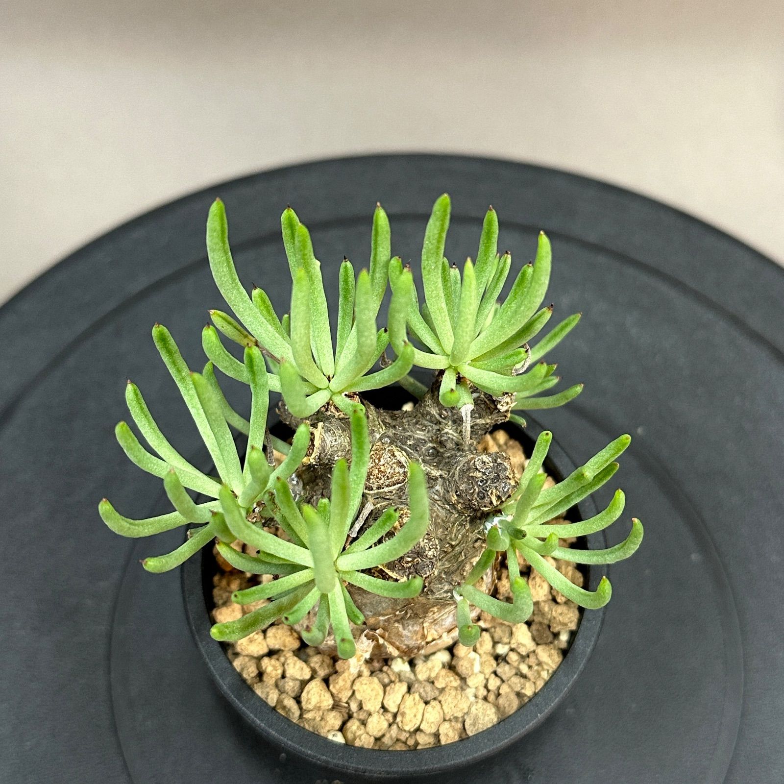 Tylecodon pearsonii チレコドン ペアルソニー 塊根植物 現地球 Maceta